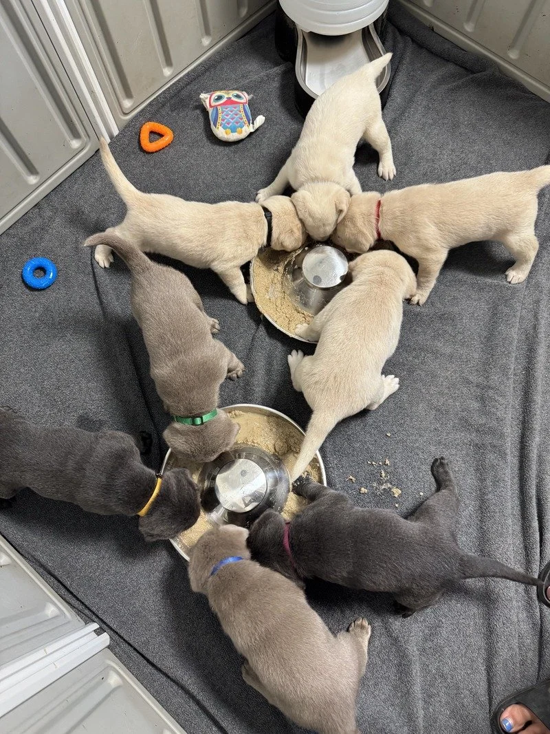 8 puppies eating dog food inside