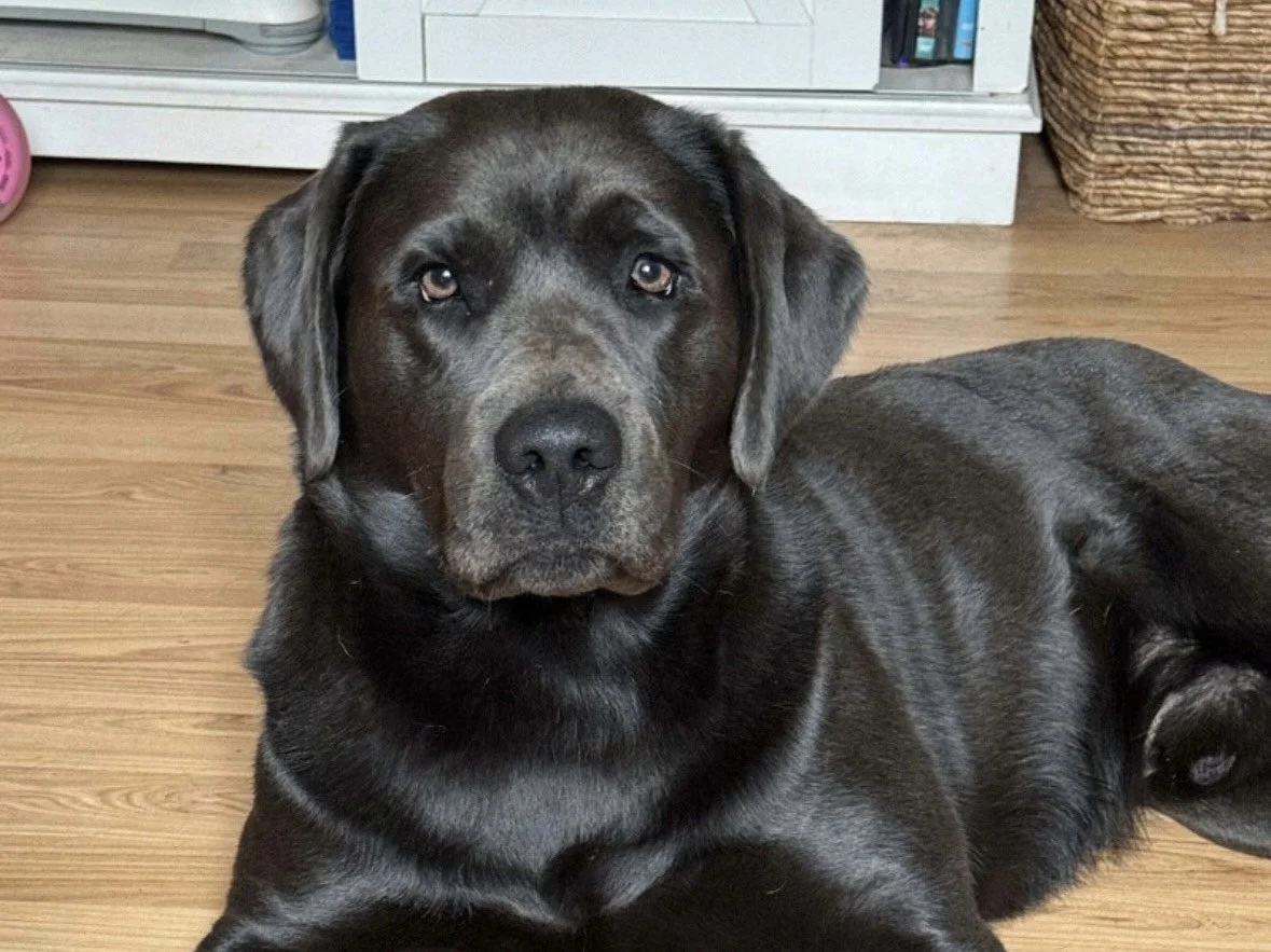 Jasper, a charcoal lab, sitting on the floor