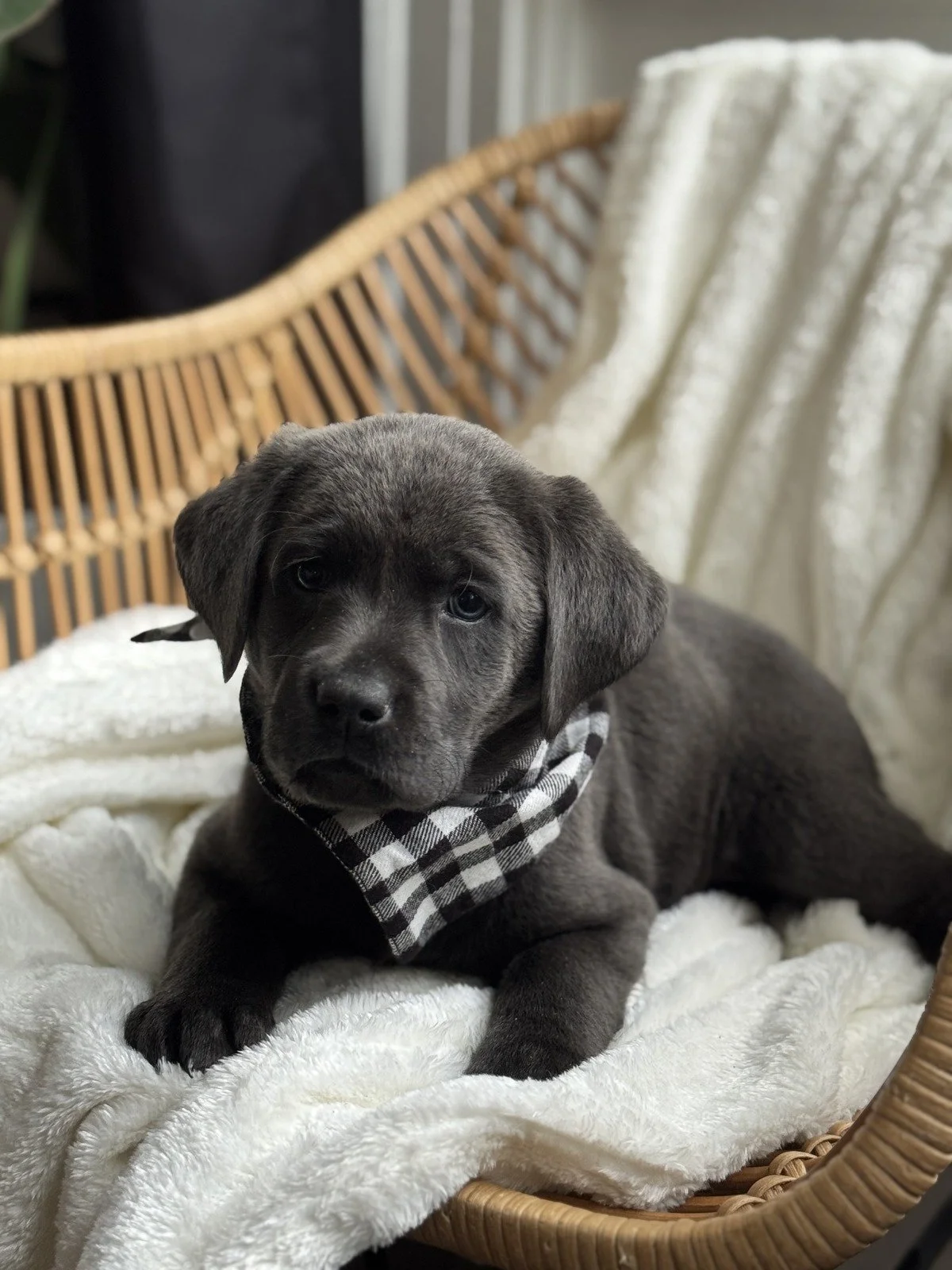 Charcoal puppy