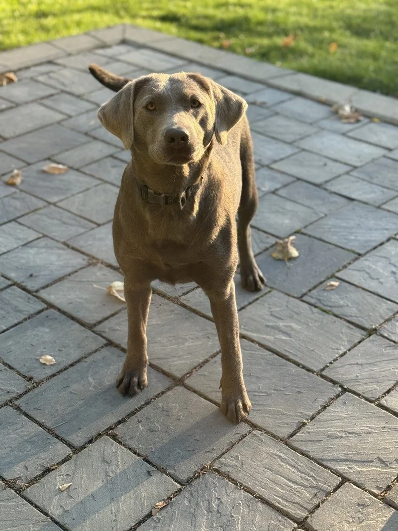 Payton, a silver lab, outside
