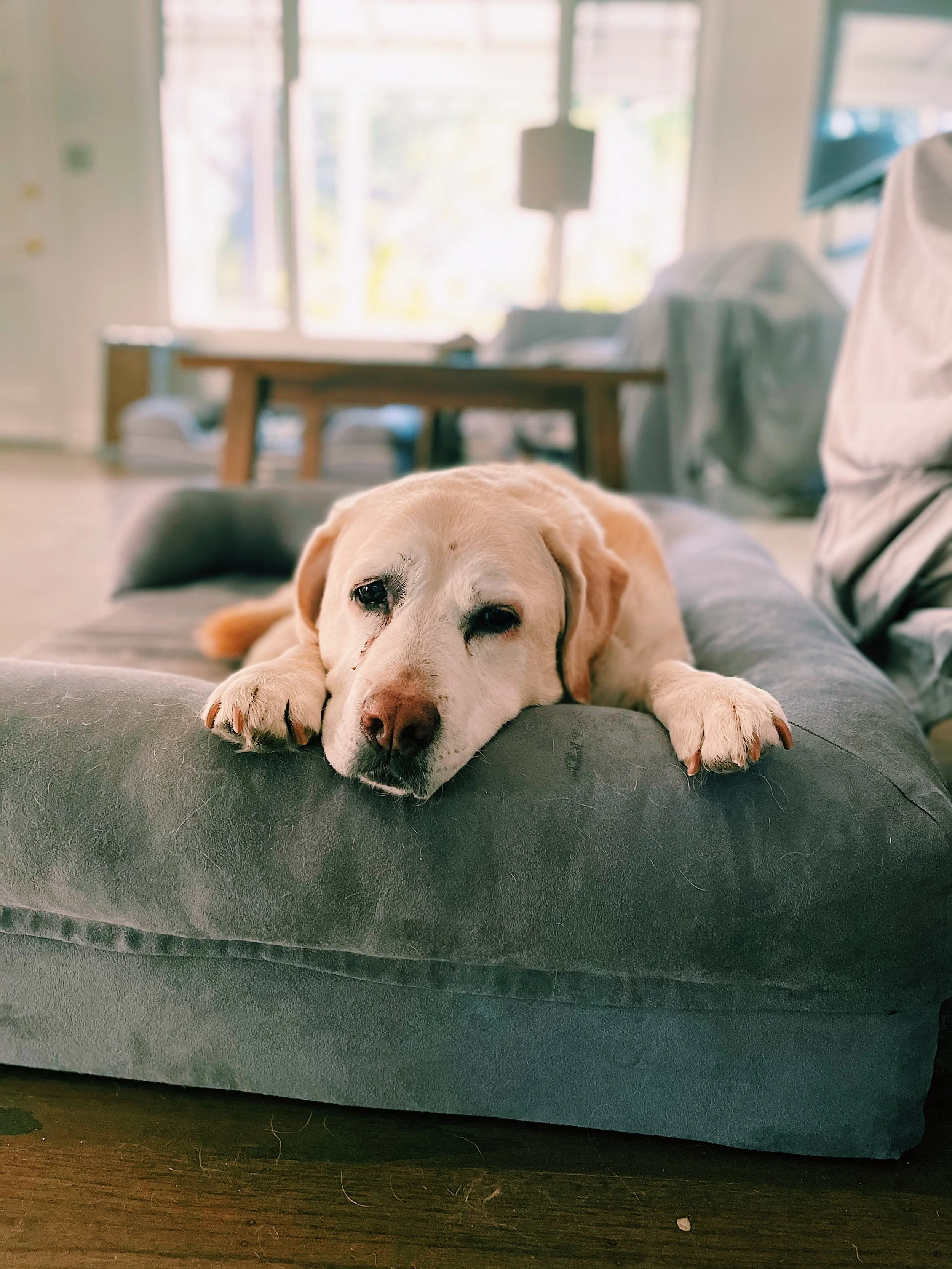 A tired yellow Labrador retriever lying on a gray couch with its head resting on the armrest in a bright living room.