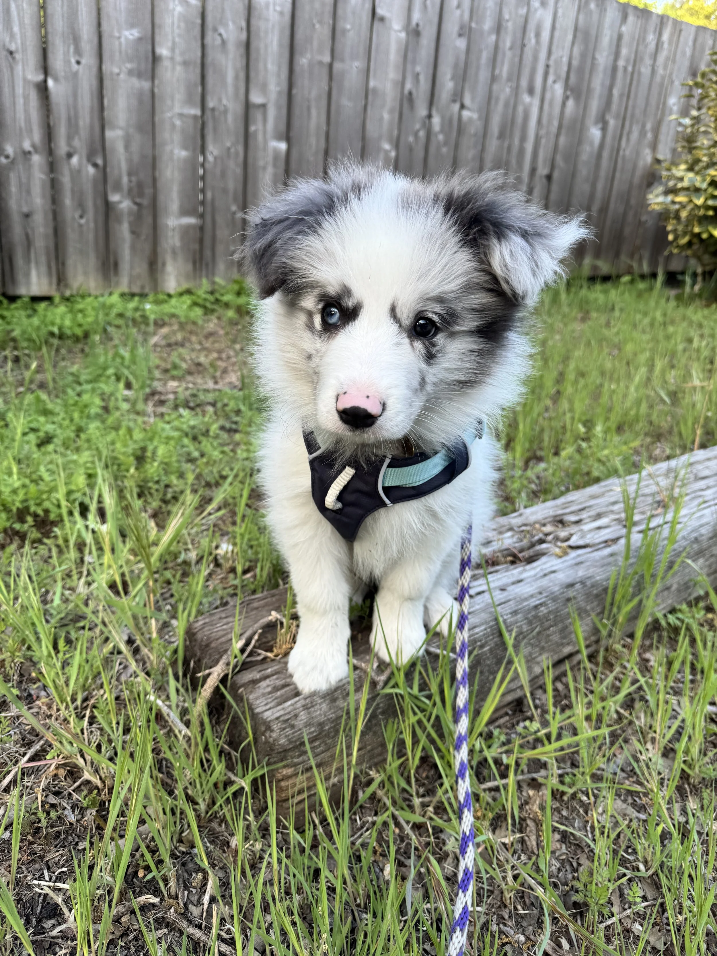A cute border collie puppy with blue eyes standing on a log in a grassy yard, wearing a black harness with a purple and white leash, in front of a wooden fence.