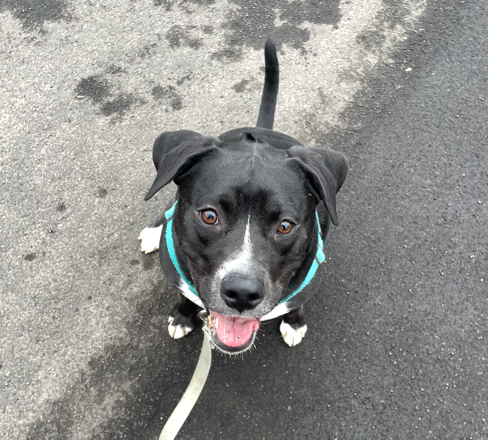 A tired yellow Labrador retriever lying on a gray couch with its head resting on the armrest in a bright living room.
