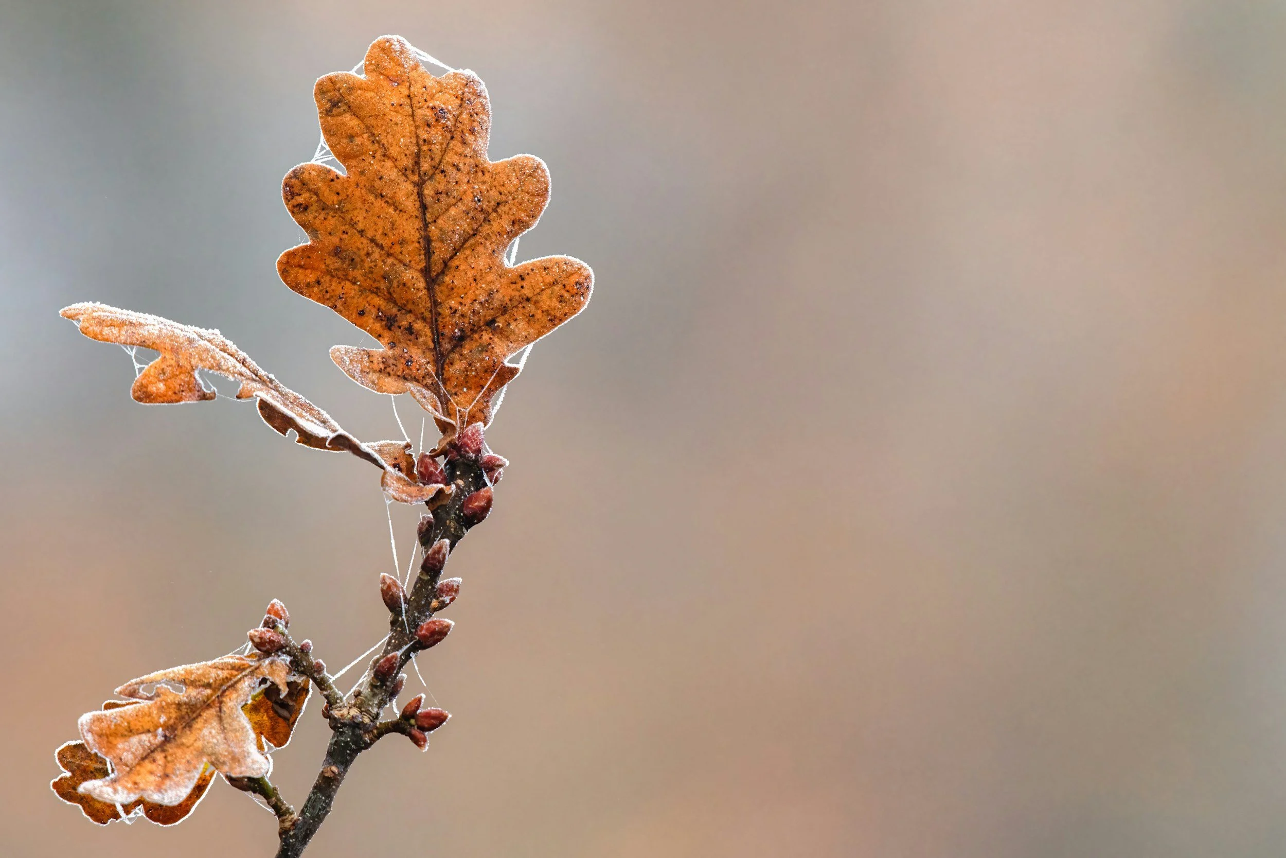 Close-up of a frosted oak leaf on a branch with a blurred background.