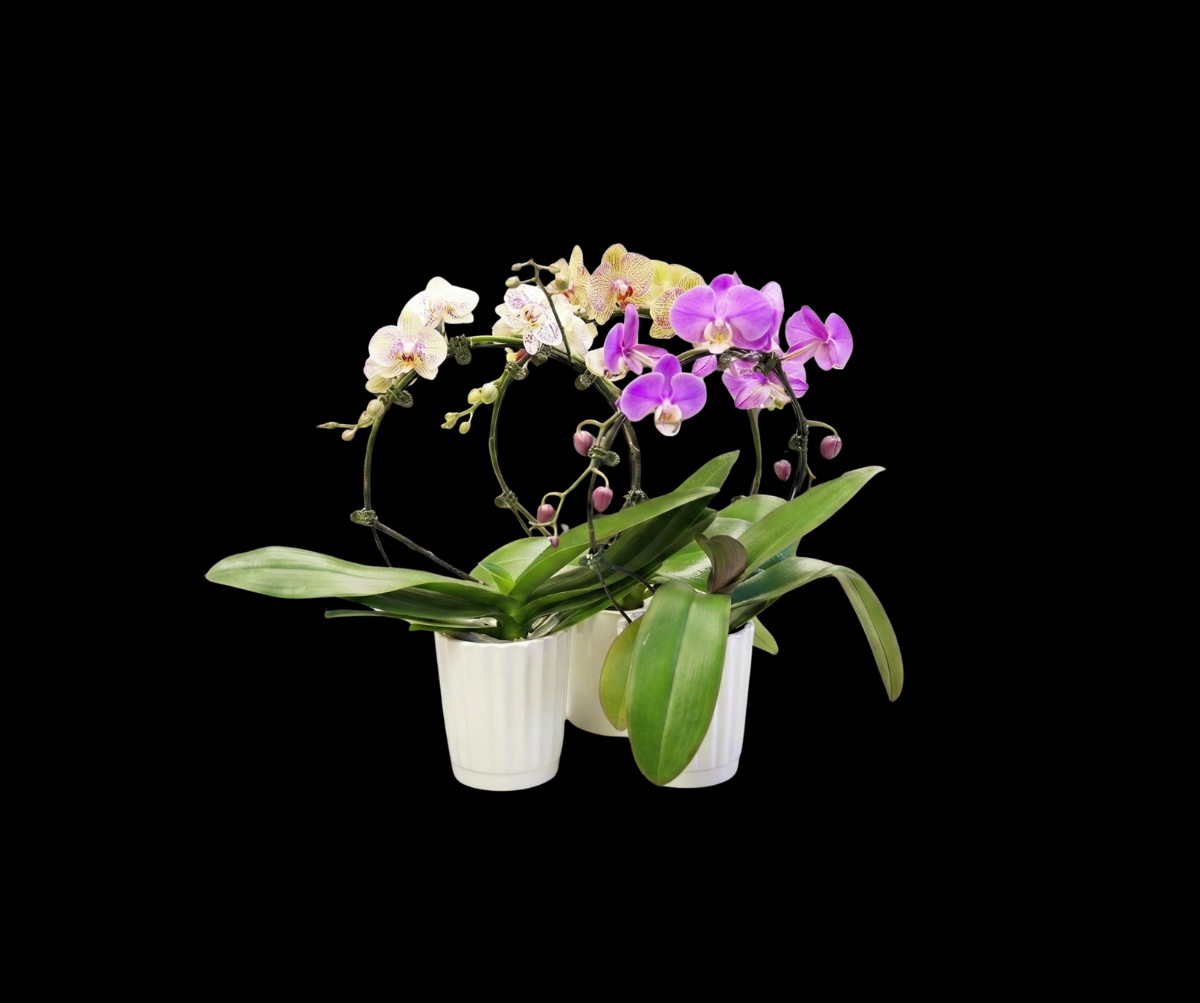 Capture d’écran, le 2026-01-13 à 09.37.08.png