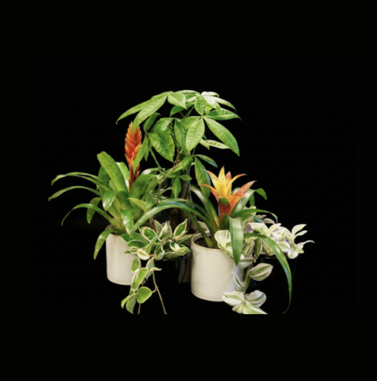 Plante au choix de la fleuriste