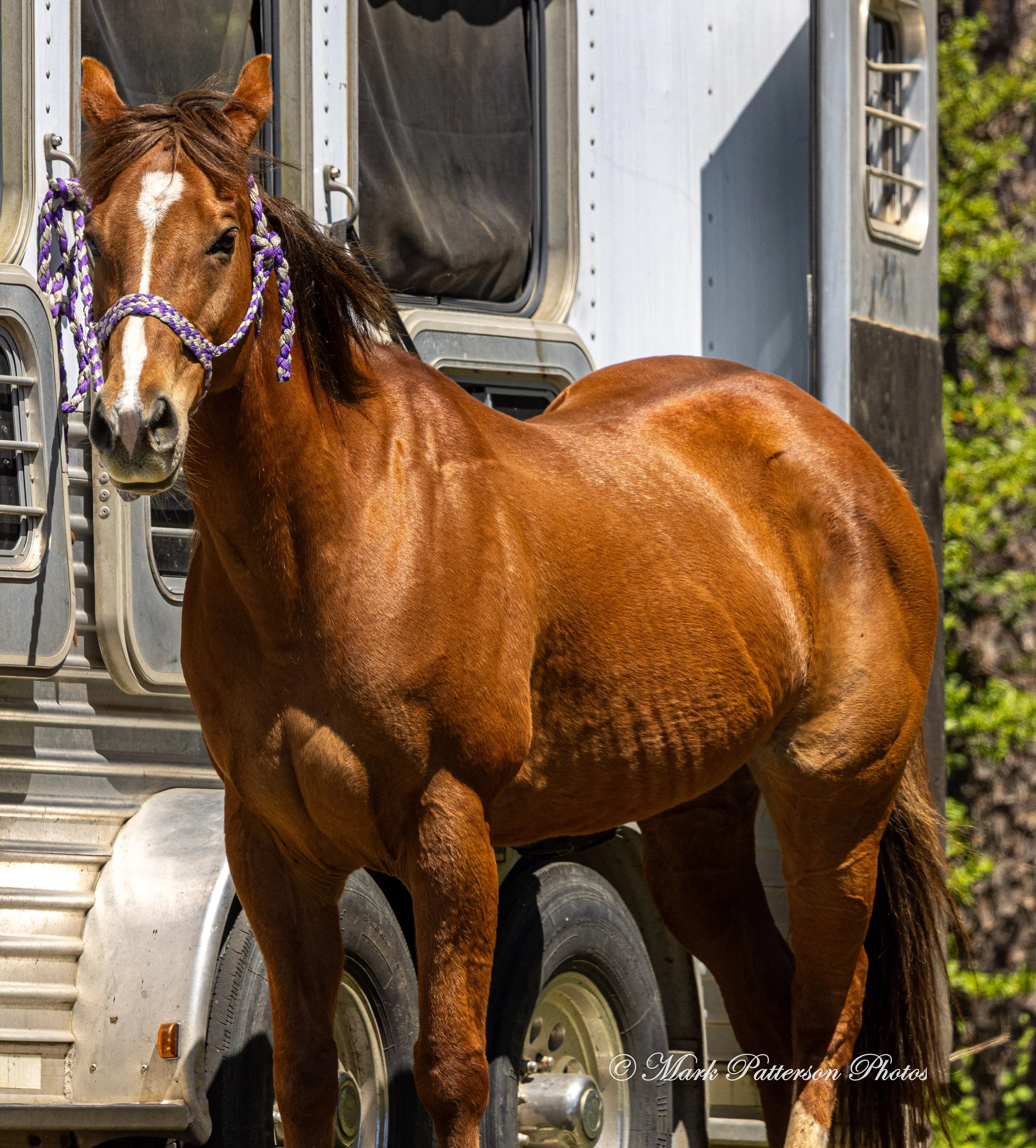 April 11, 2026, a barrel racing team competing at Latigo Farm in Landrum, SC. #1446