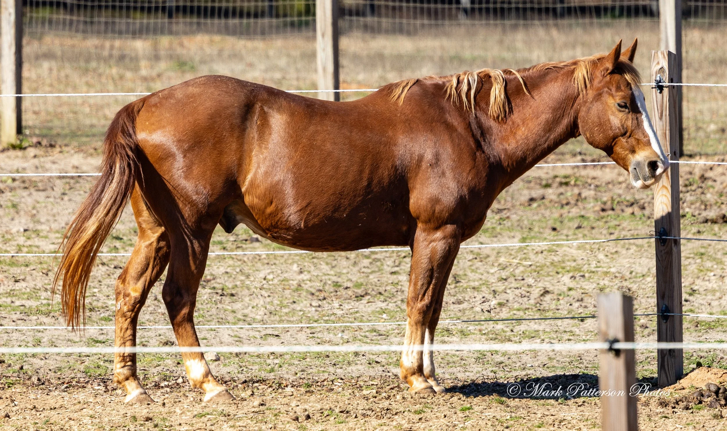 On January 4, 2026, family and friends gathered at the barrel racing event held at Latigo Farm in Landrum, SC. #17148