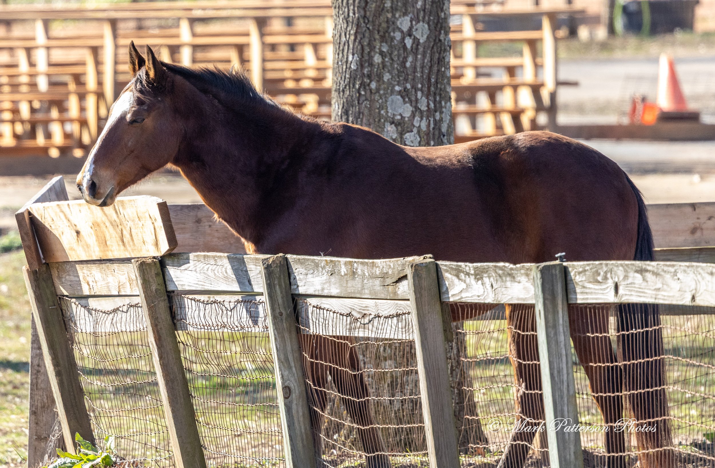 On January 4, 2026, family and friends gathered at the barrel racing event held at Latigo Farm in Landrum, SC. #17447