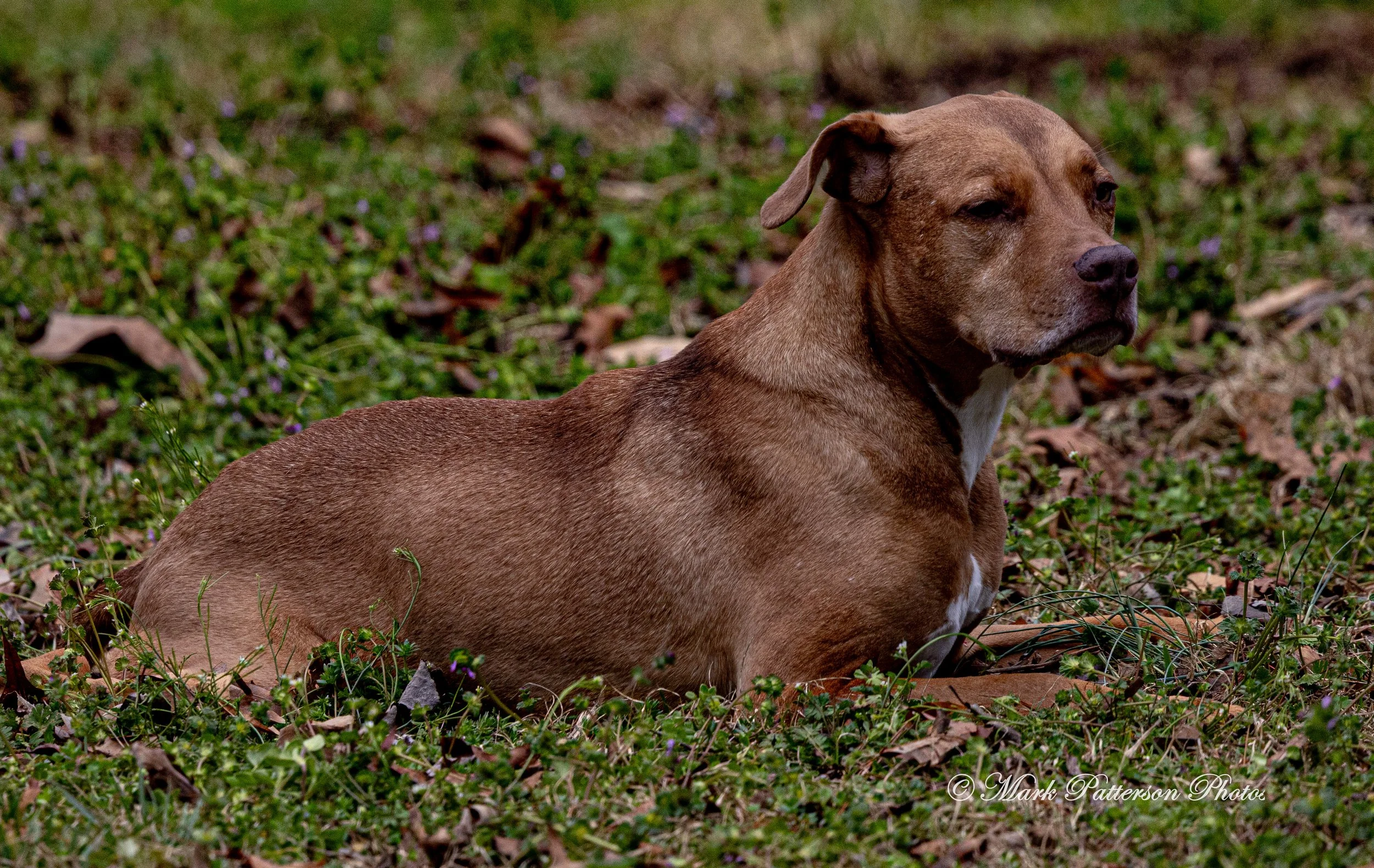 Greenville Pioneers vs Upstate Astros March 8, 2026, Pre-Season Tournament at Slater – White Park. #28563