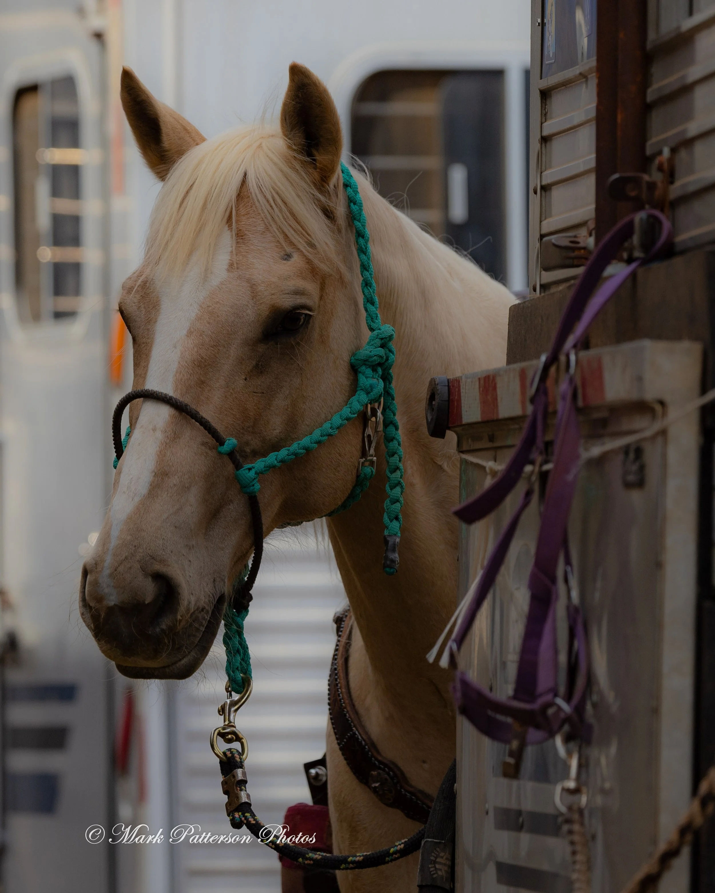 March 1, 2026, checking out the competition at Latigo Farm in Landrum, SC. #24712
