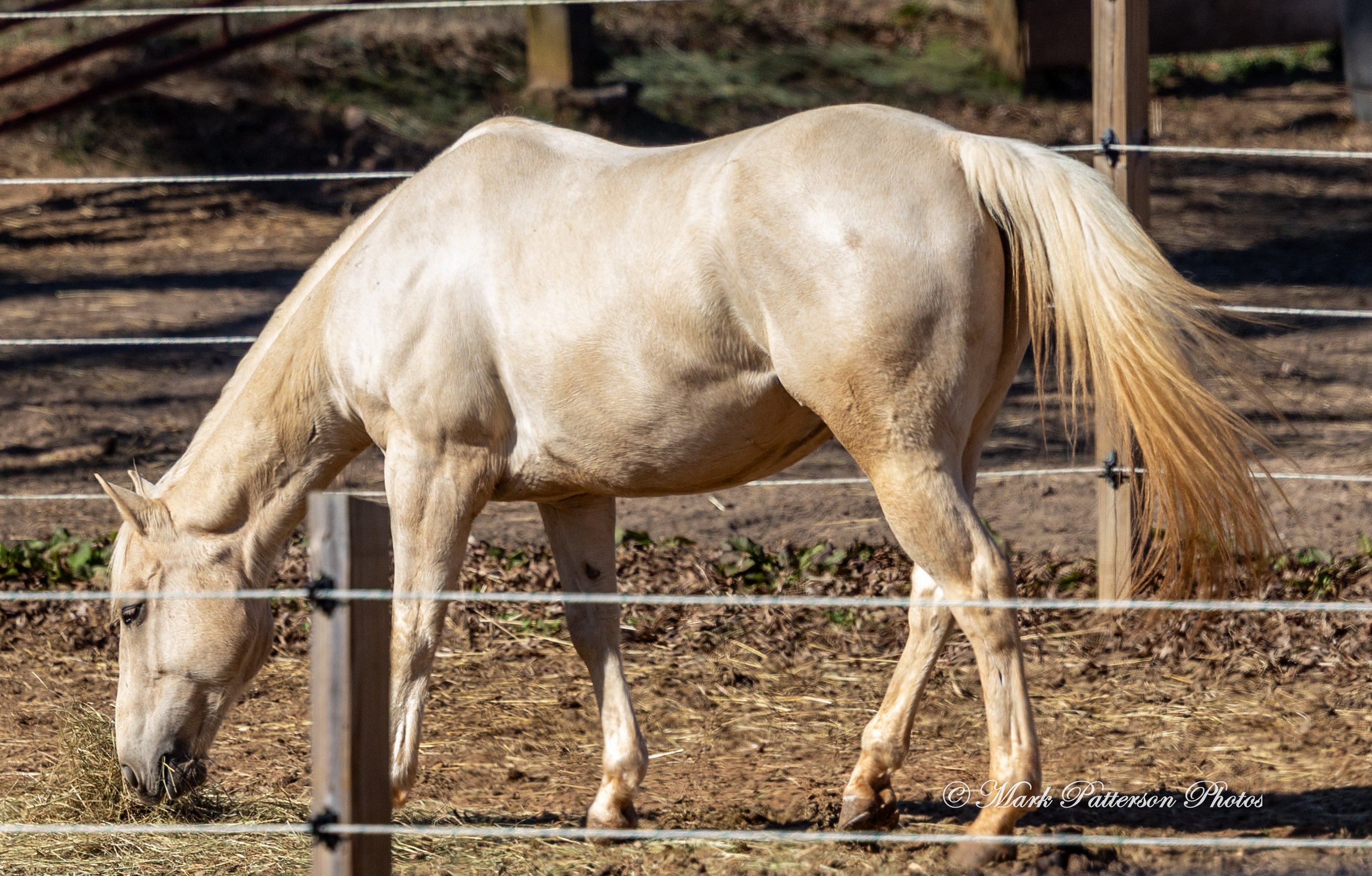 On January 4, 2026, family and friends gathered at the barrel racing event held at Latigo Farm in Landrum, SC. #17149