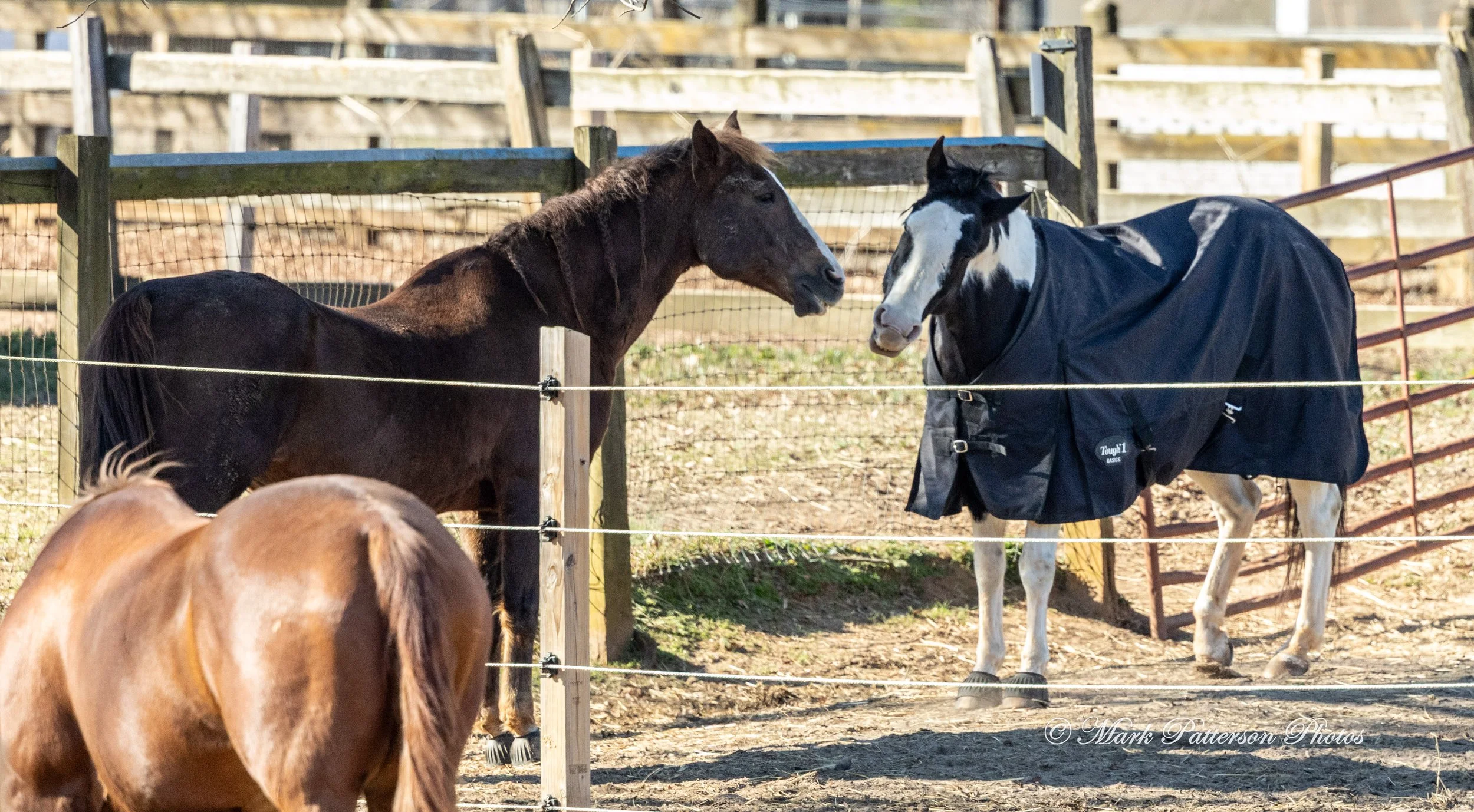 On January 4, 2026, family and friends gathered at the barrel racing event held at Latigo Farm in Landrum, SC. #17448