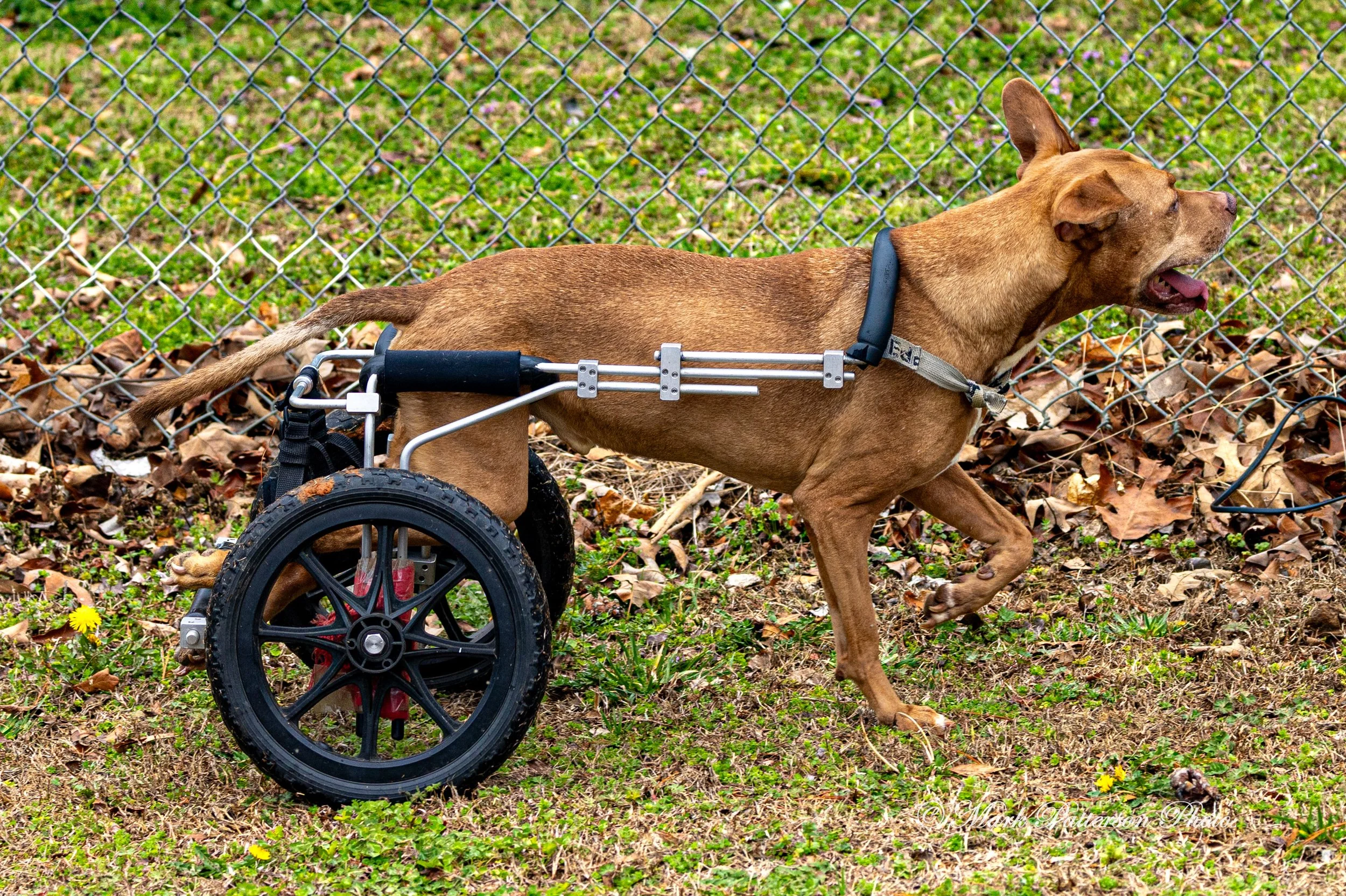 20260308 - Astros vs Pioneers - 28254.JPG