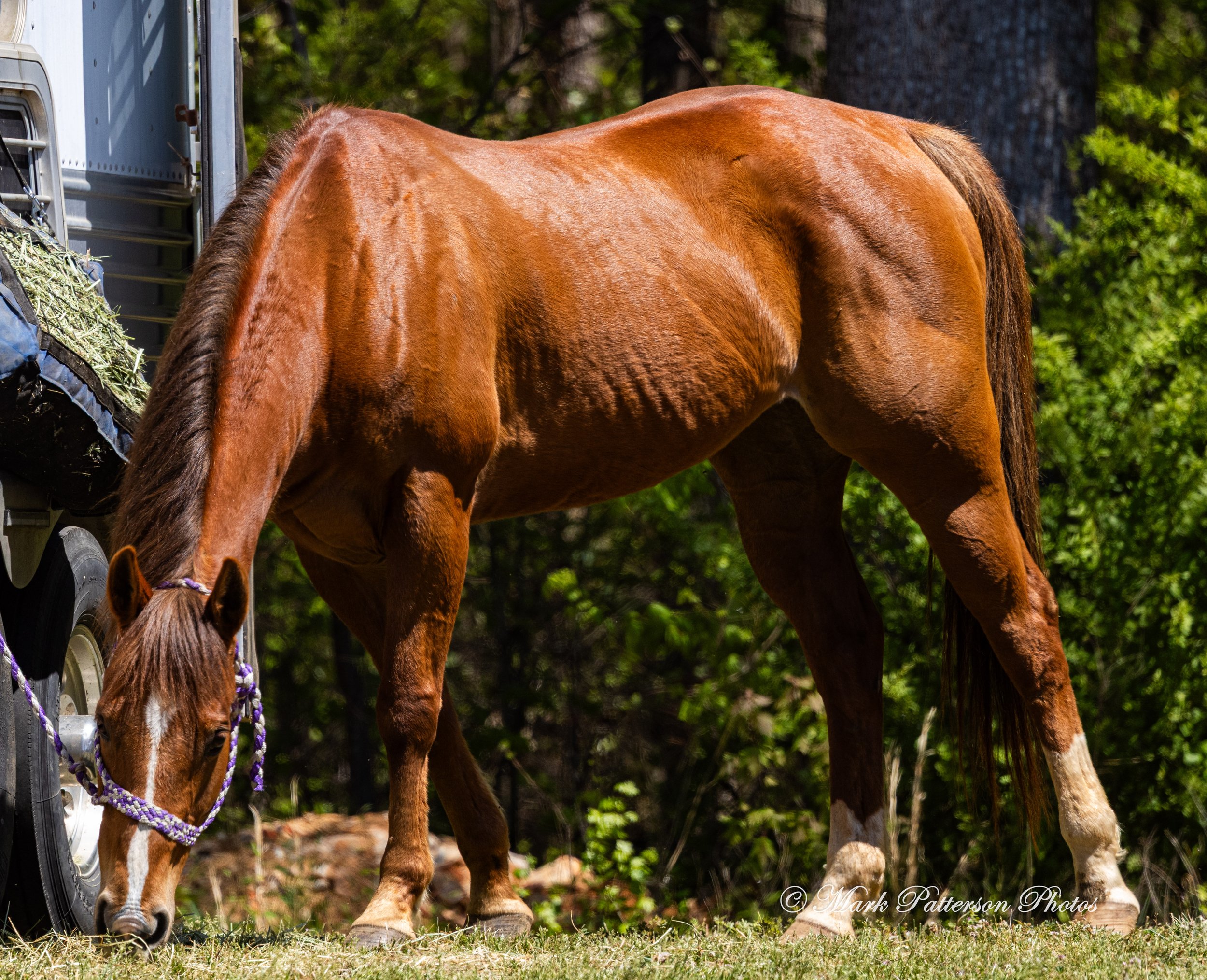 April 11, 2026, a barrel racing team competing at Latigo Farm in Landrum, SC. #1415