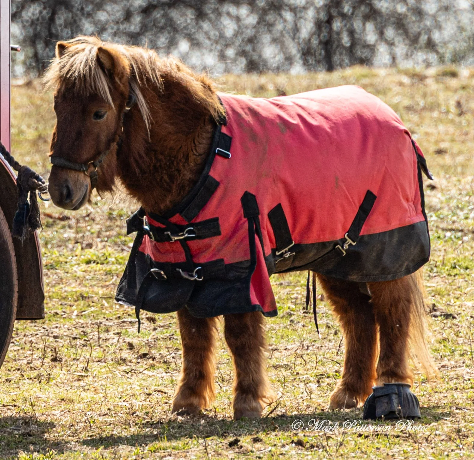 February 8, 2026, a barrel racing team competing at Latigo Farm in Landrum, SC. #20210