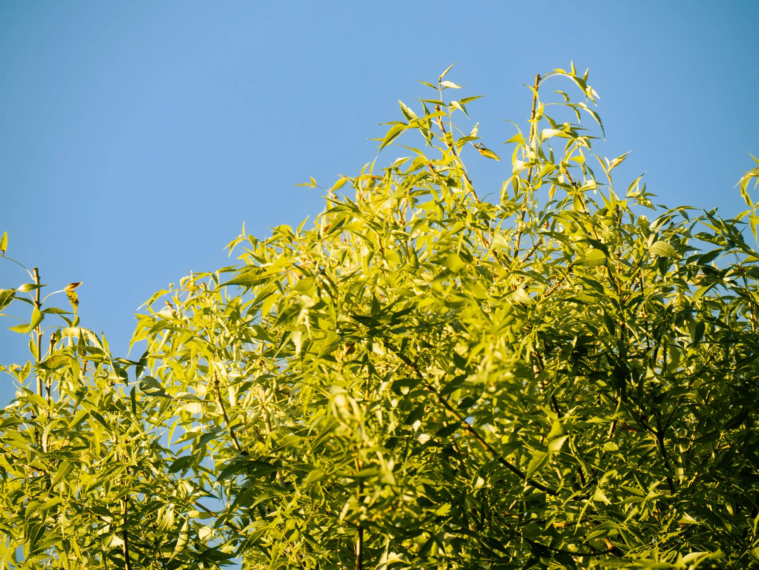Close-up of a leafy green tree with a clear blue sky in the background.