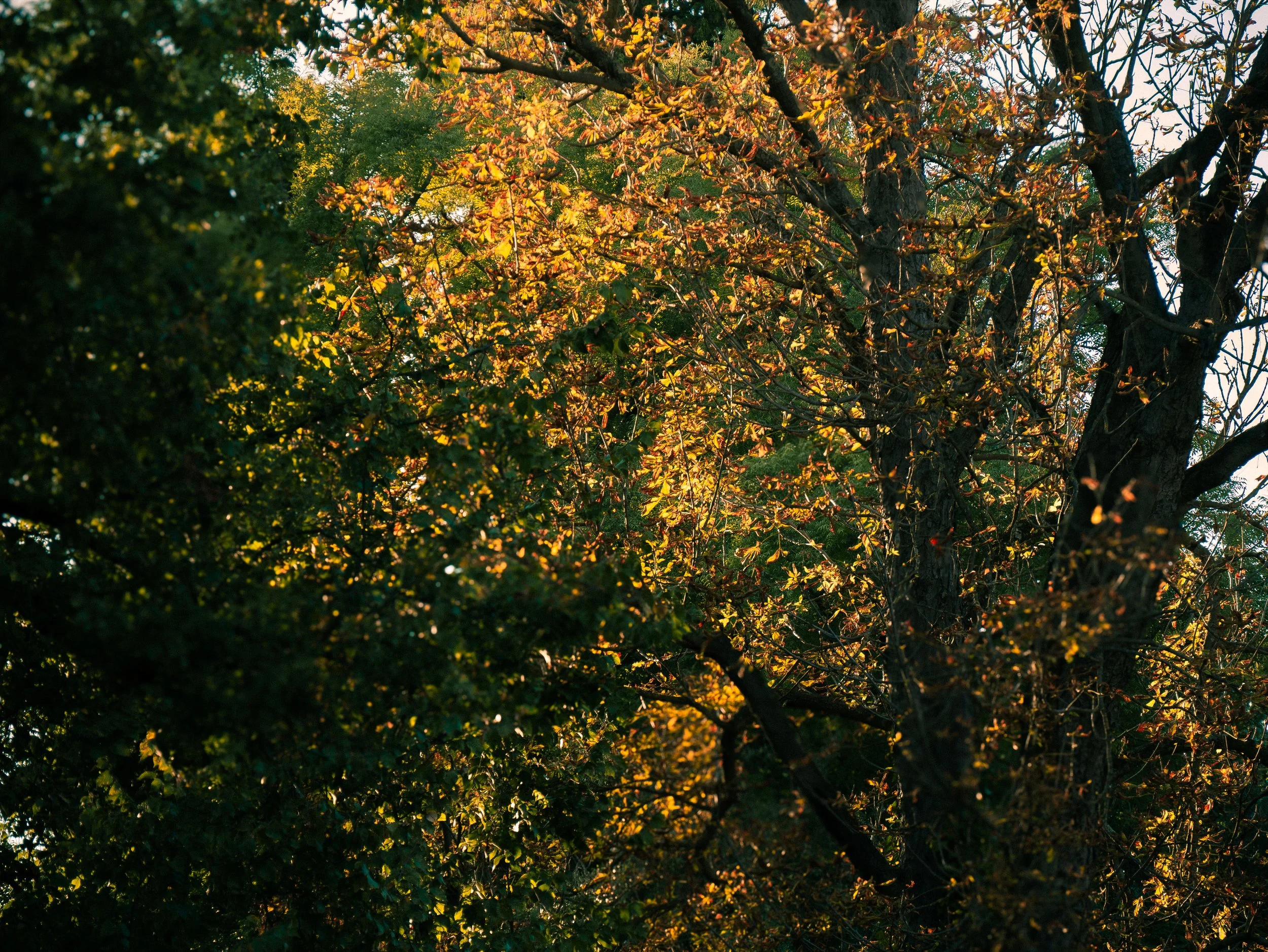 Sunlight filtering through trees with green, yellow, and orange leaves.