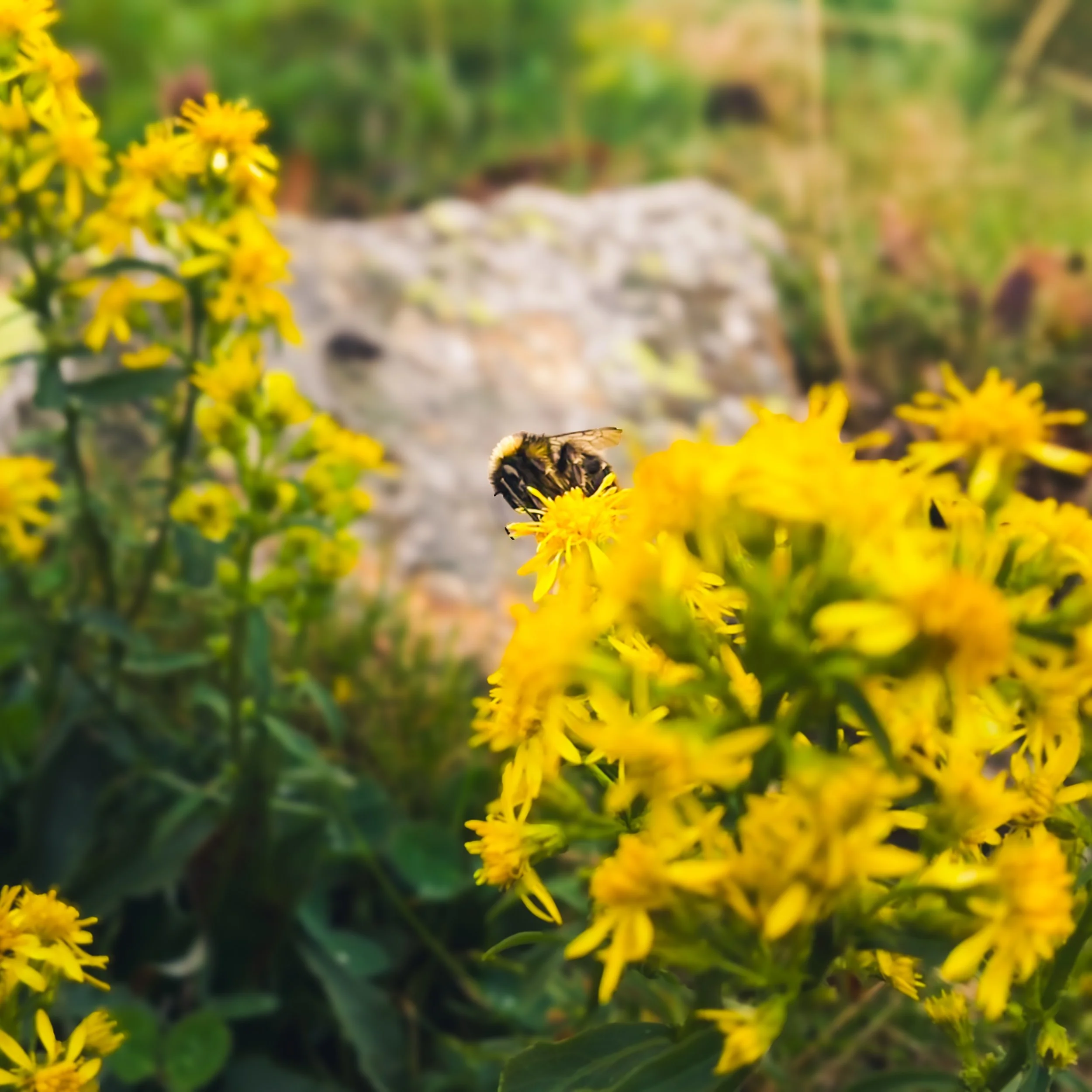 A bee on a yellow flower in a garden with other yellow flowers and a blurred background.