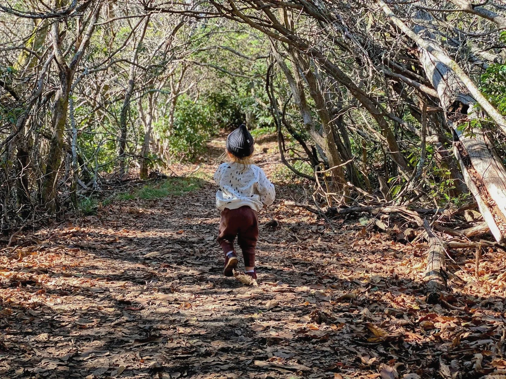 Roan Mountain Rhododendron Guide