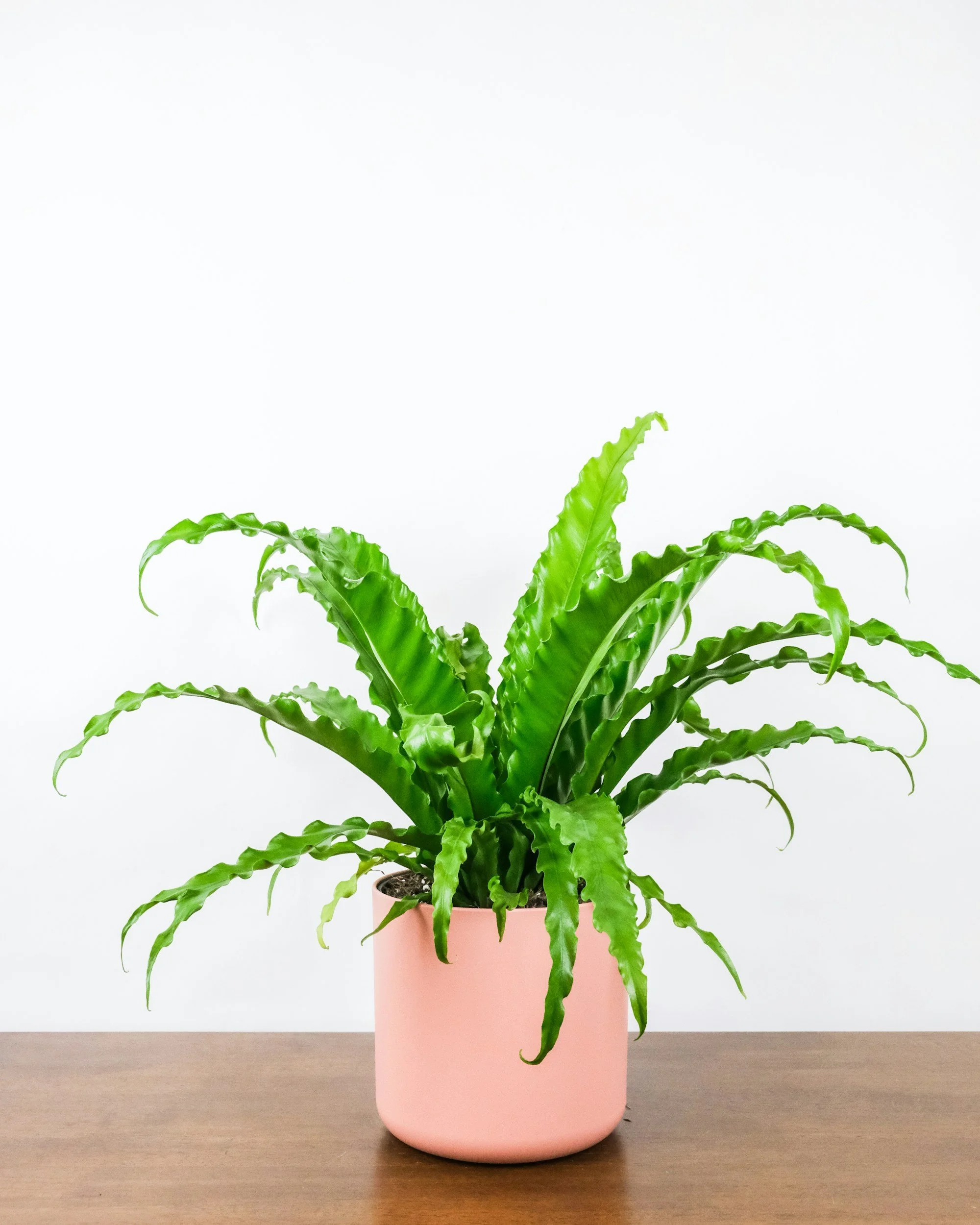 Marigold Counseling in Denver Co. 