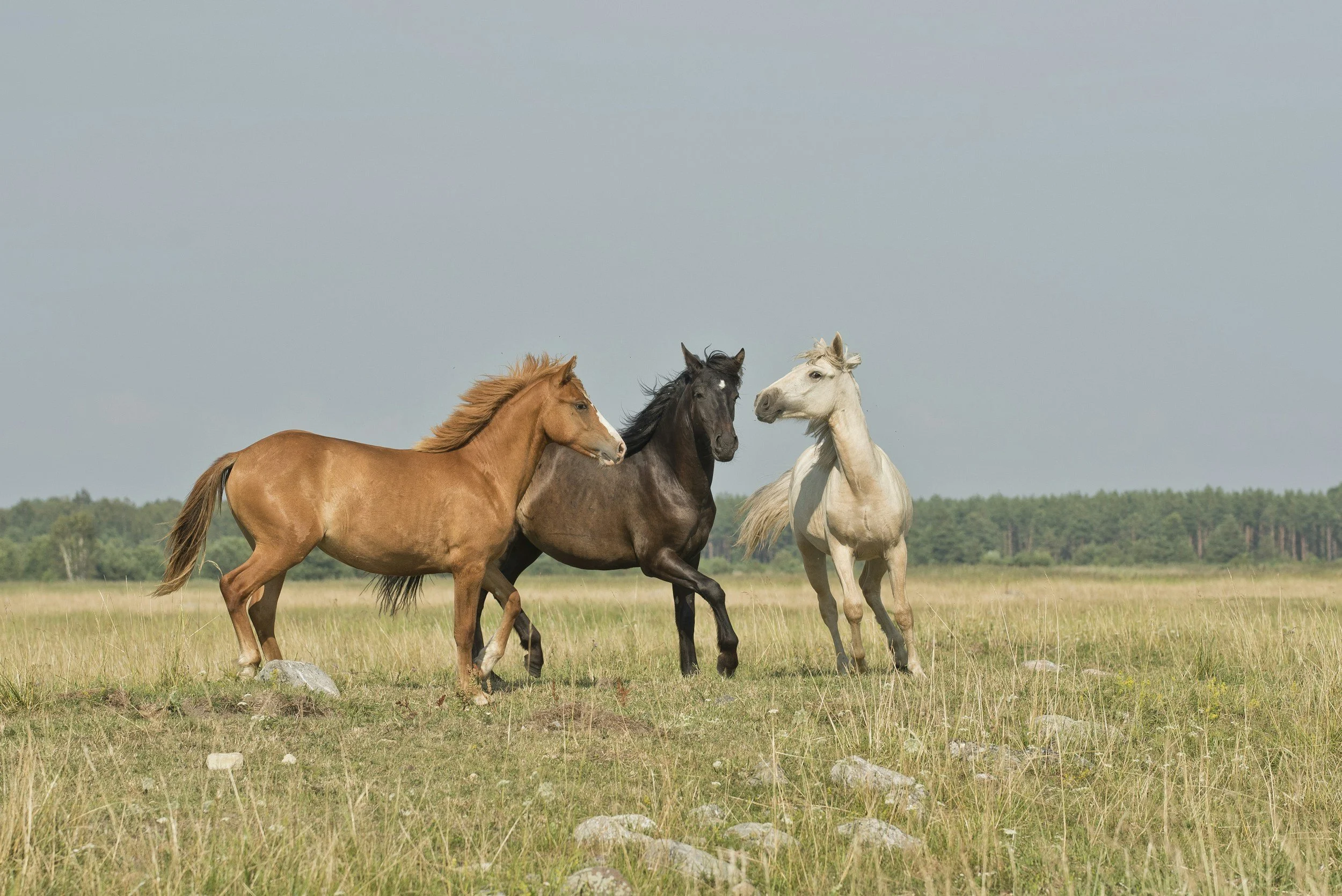 Three horses, a brown, a black, and a white, running together in a grassy field with trees in the background.