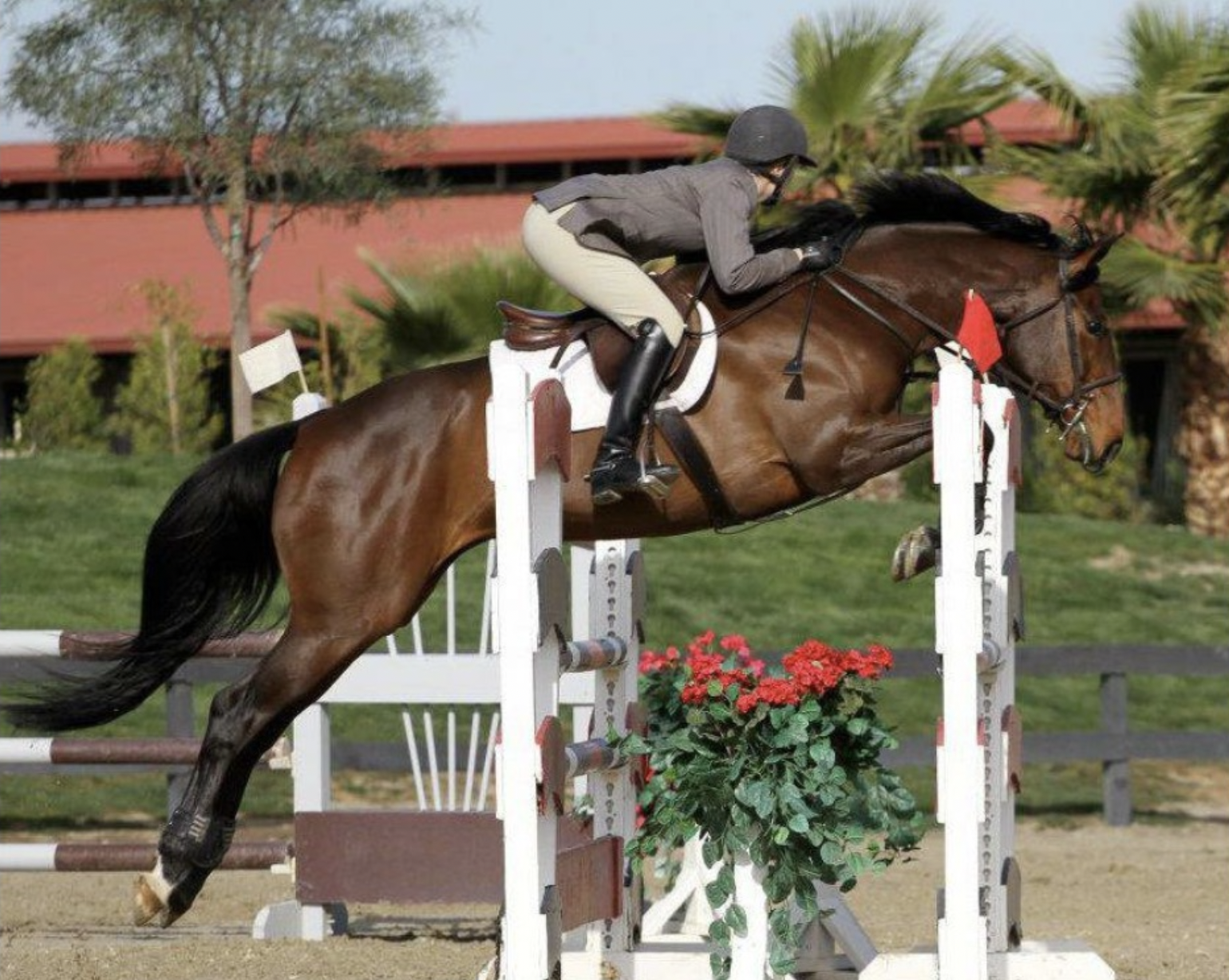 Horse and rider jumping over an obstacle in a show jumping competition.