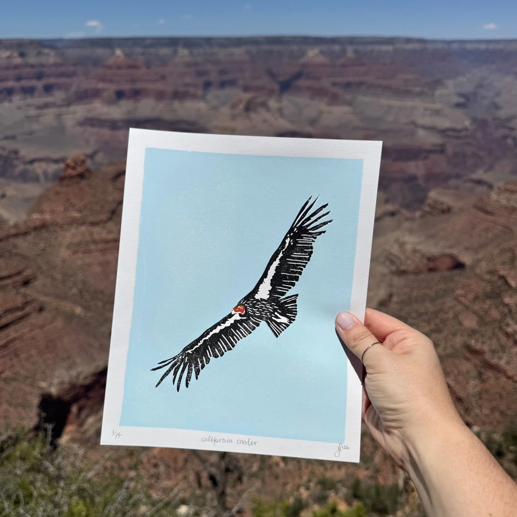 California Condor Print