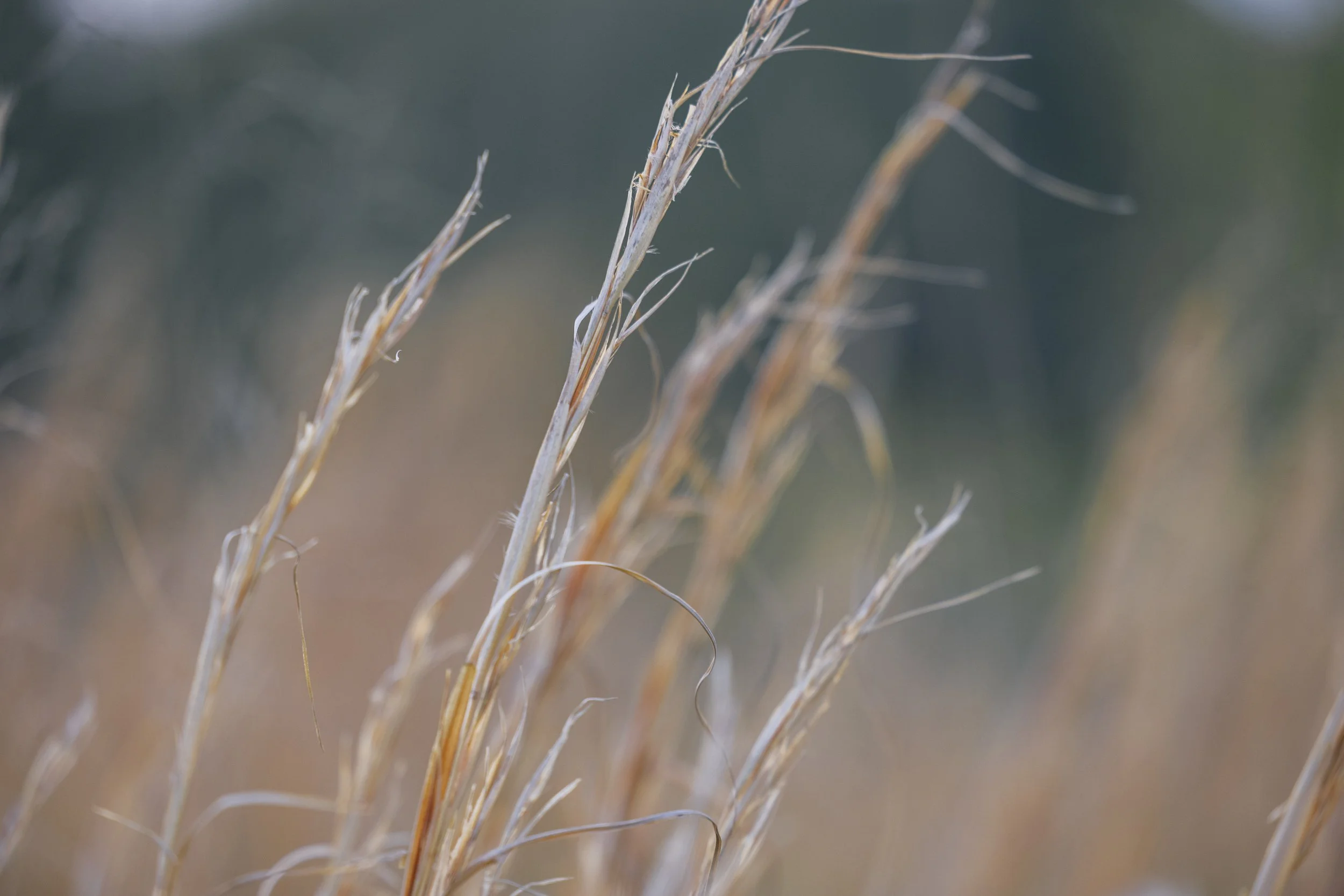 Close-up of dried grass or plant stems against a blurred background.