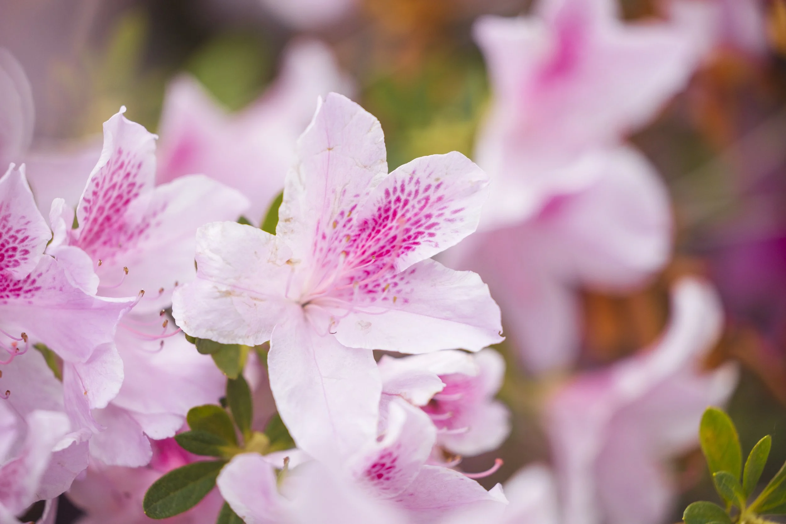 Close-up of pink azalea flowers with green leaves in the background.