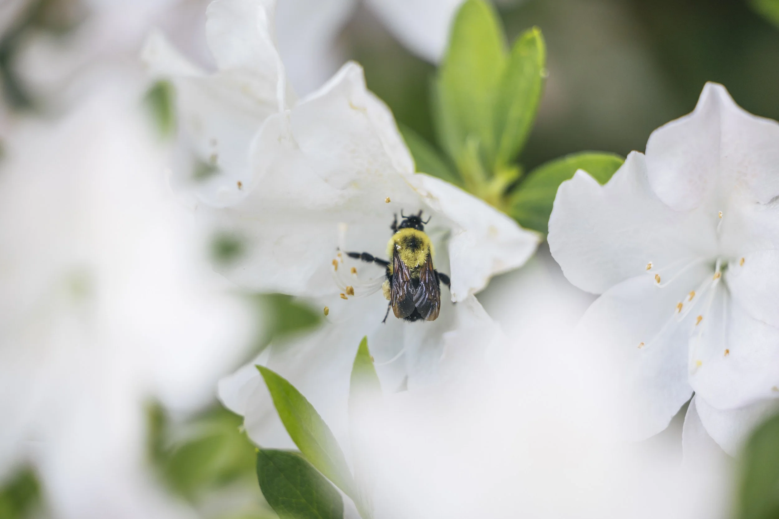 A close-up of a bee collecting nectar from a white flower with green leaves in the background.
