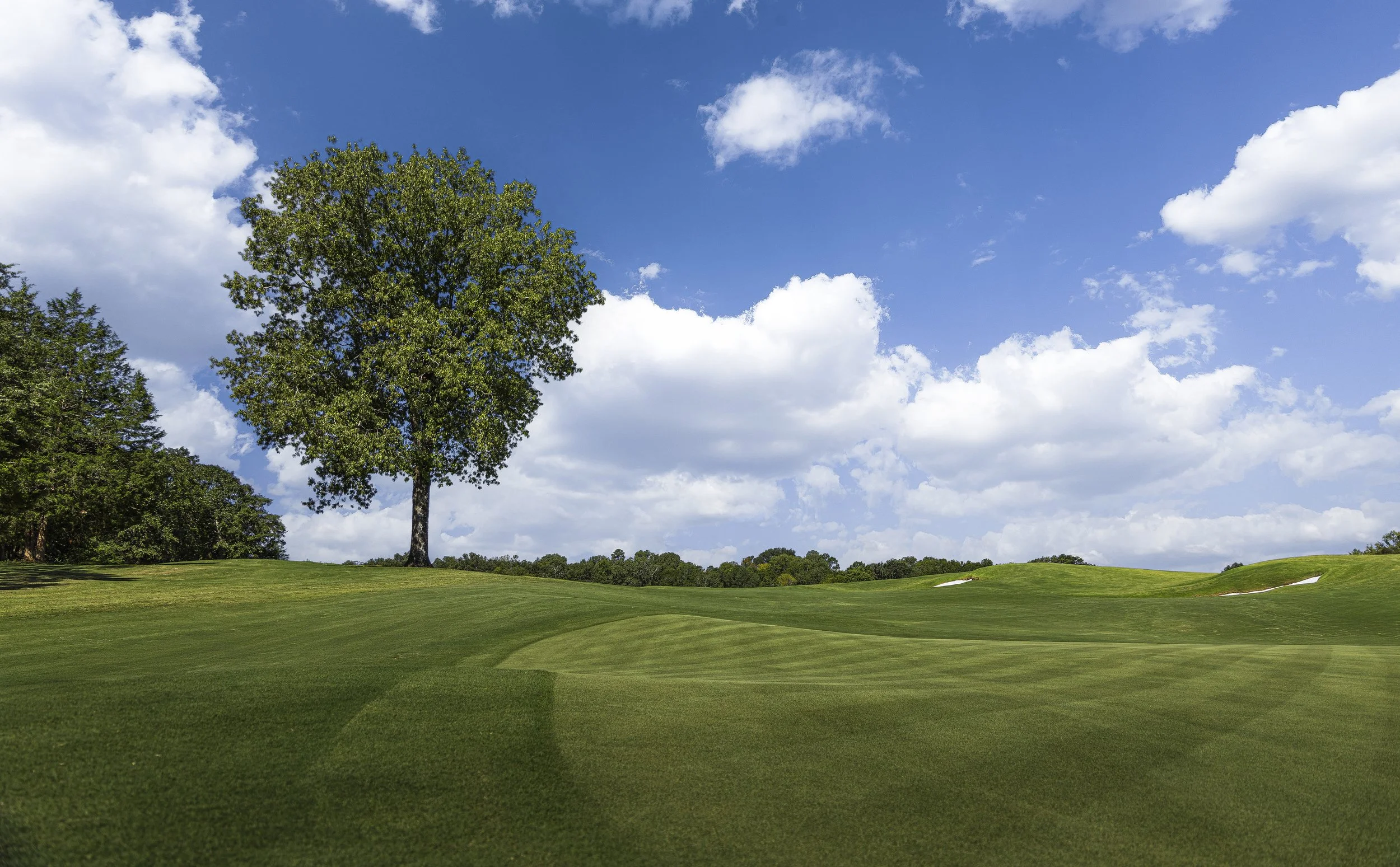 A large green tree on a grassy field with a blue sky and white clouds overhead.