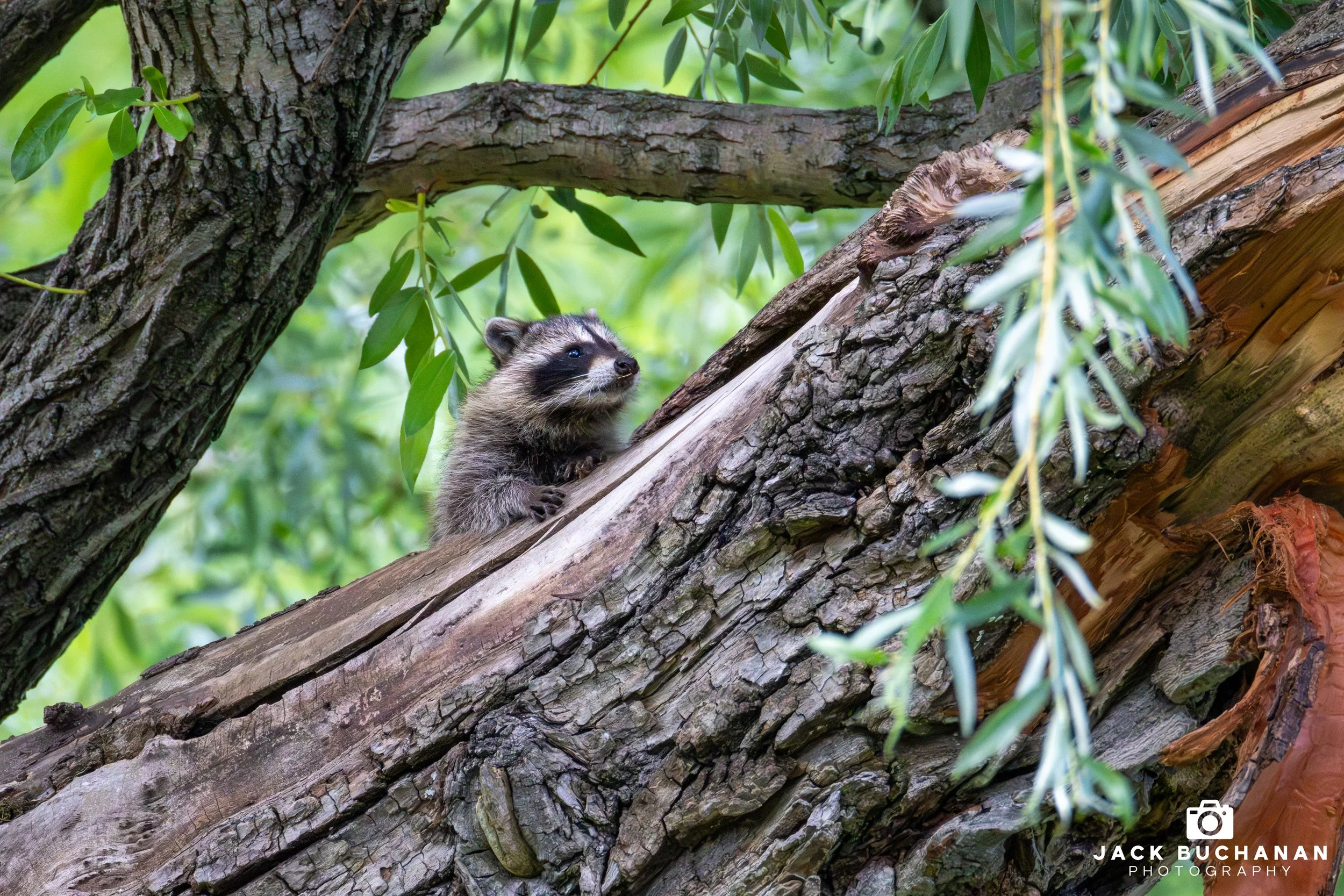 A Curious Juvenile Raccoon