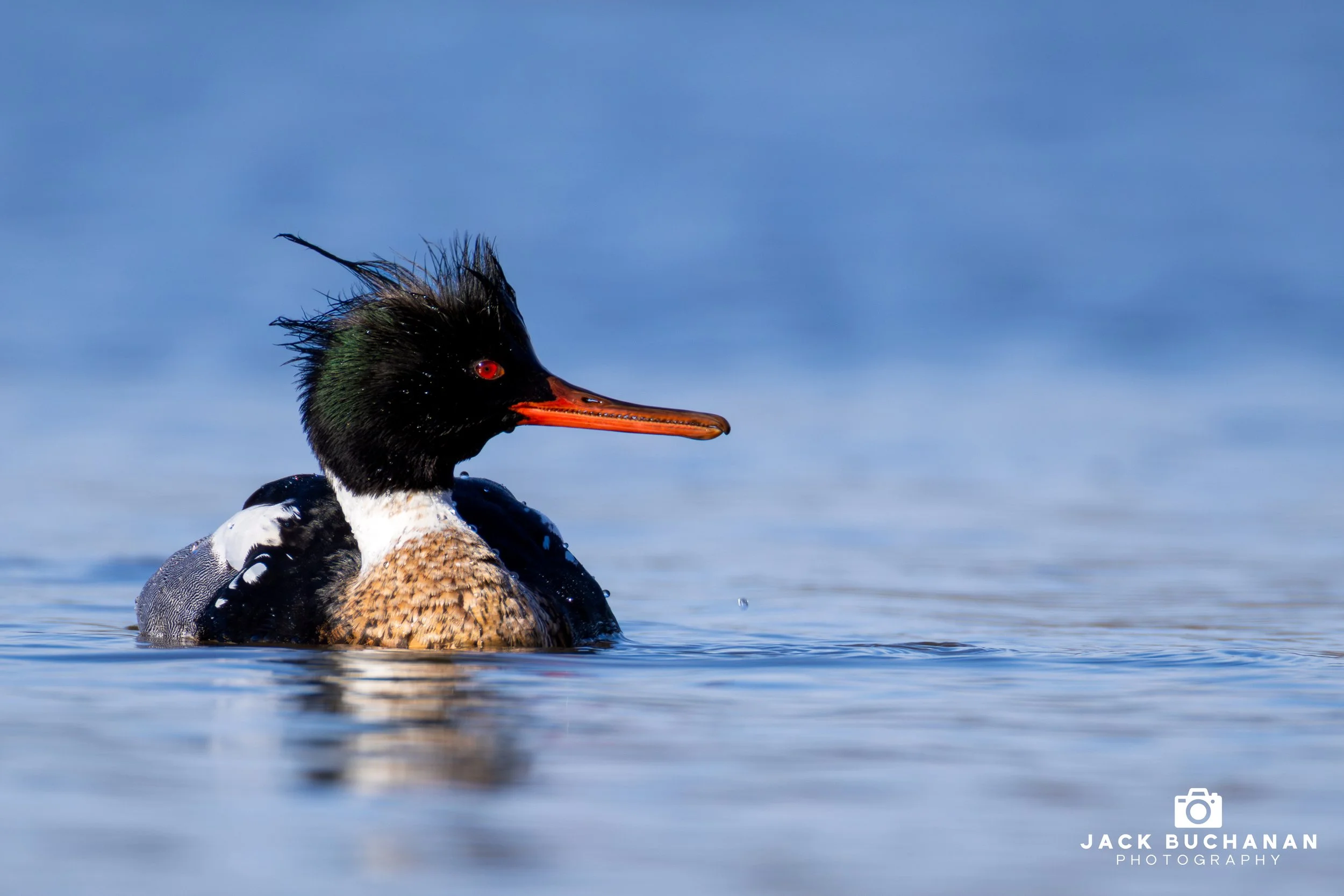 Red-Breasted Merganser