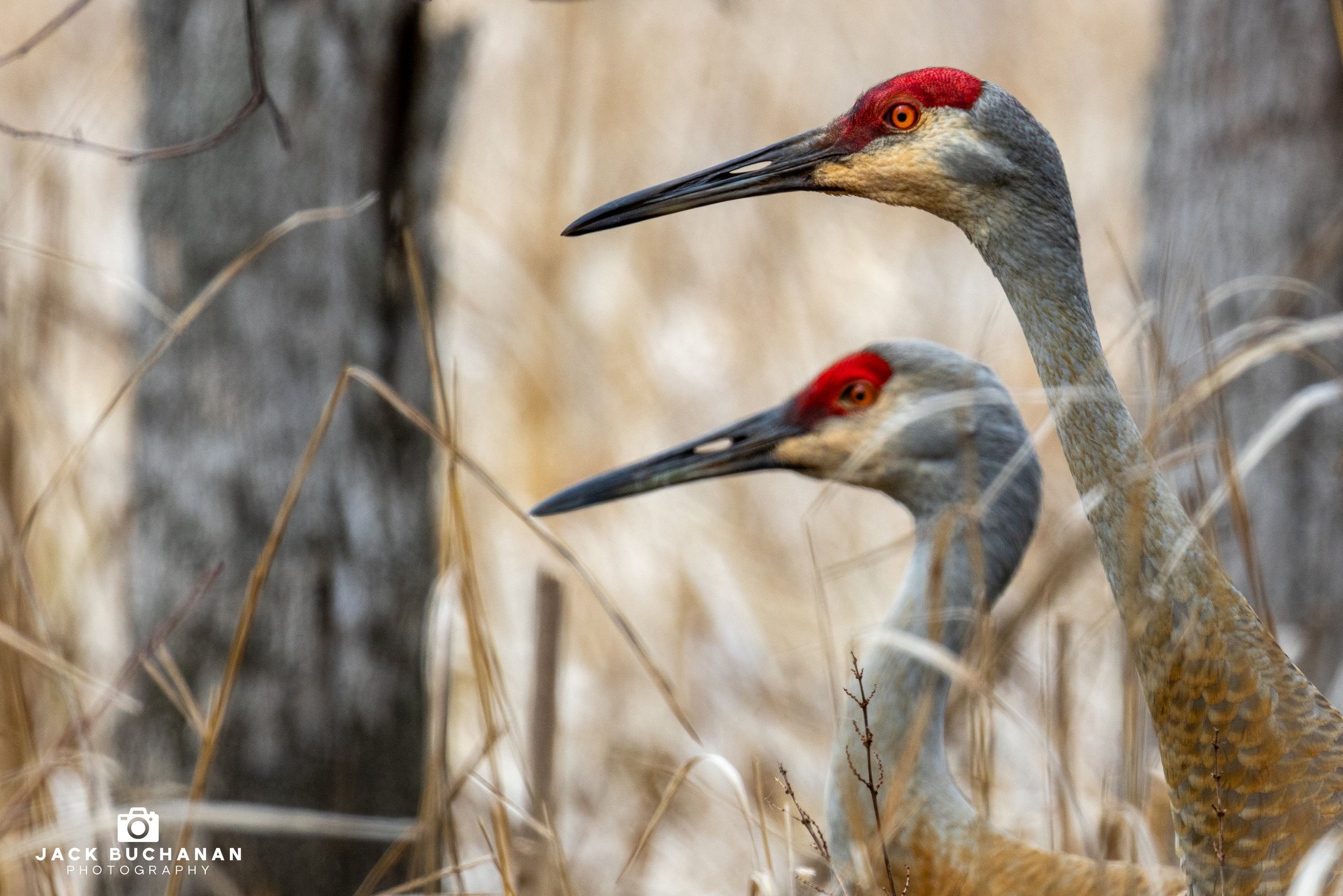 Sandhill Cranes