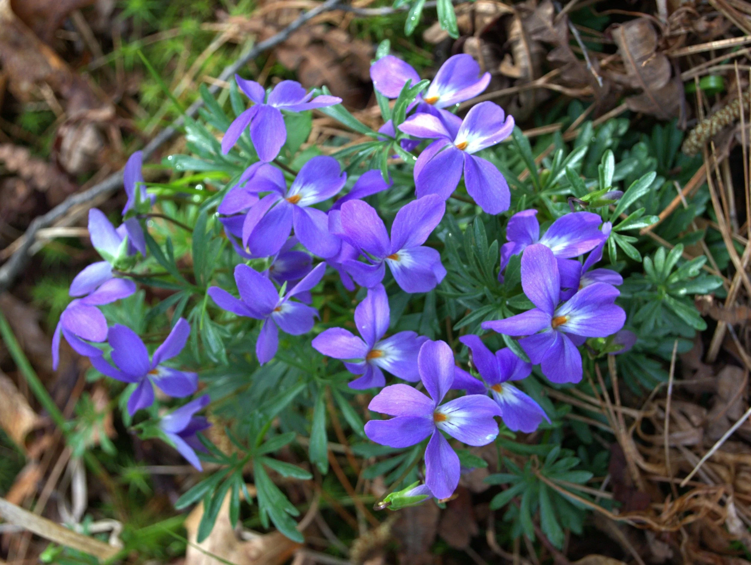 bird's-foot violets.jpg