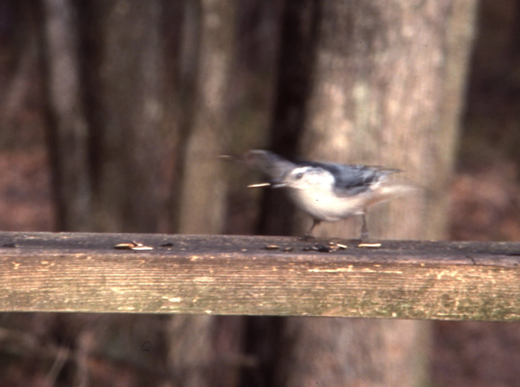 nuthatch split image.jpg
