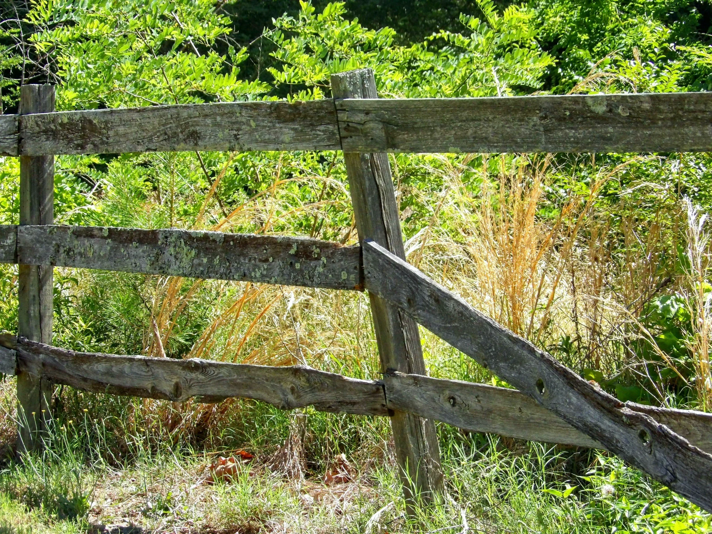 An old, weathered wooden fence with broken and leaning slats, surrounded by green and yellowish dry grass and dense green foliage in the background.
