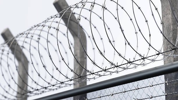 Barbed wire coils on top of a fence, with concrete posts and a chain-link fence below.