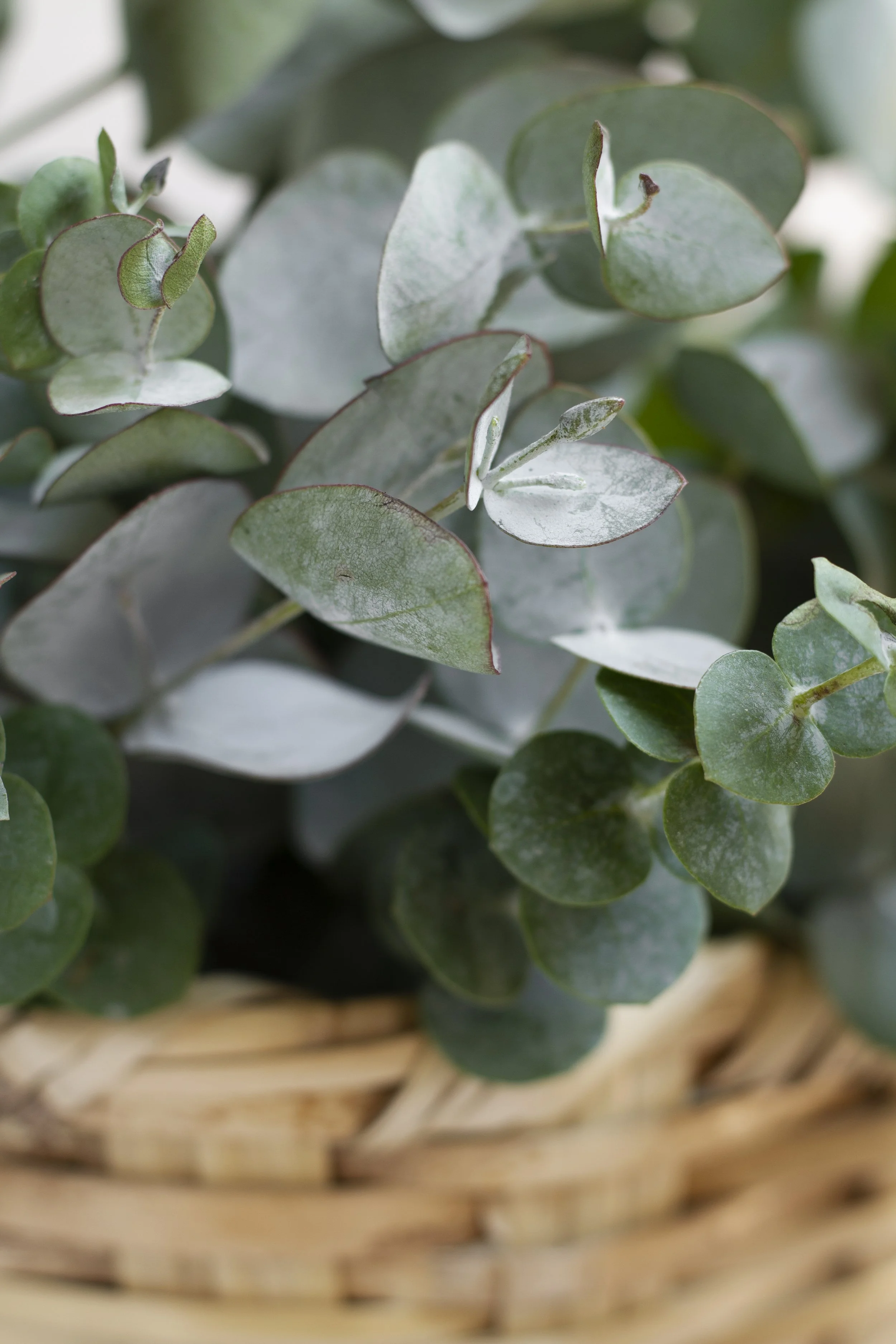 Close-up of eucalyptus leaves in a basket.
