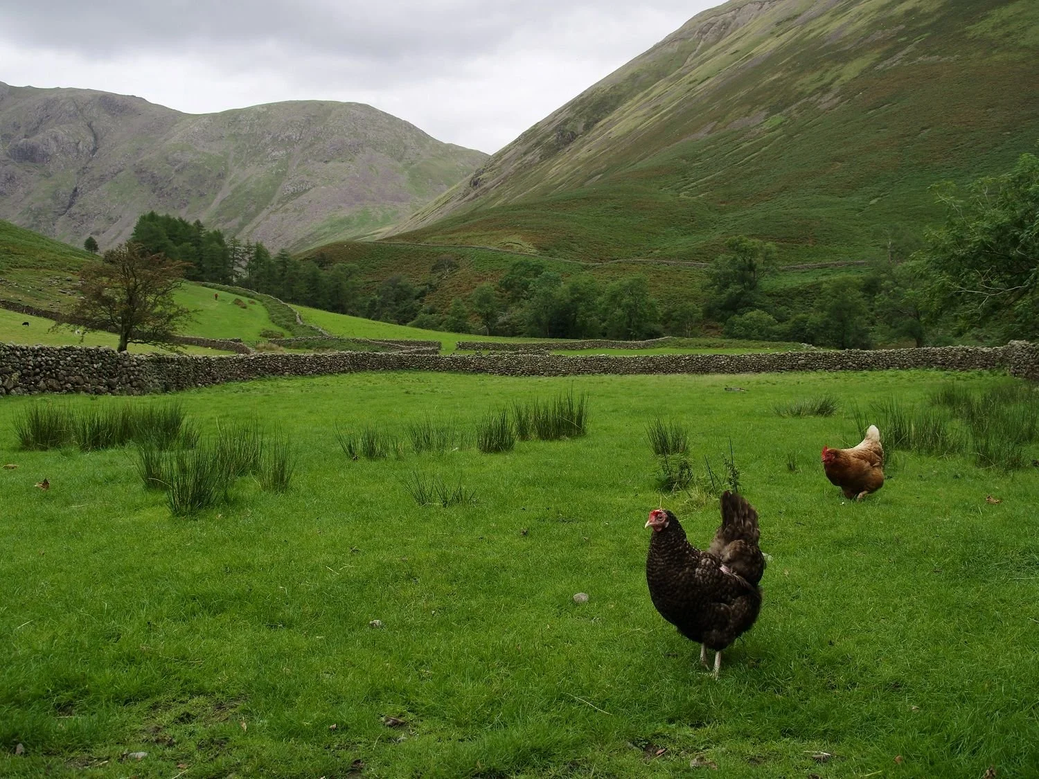Green grassy field with two chickens, one brown and one black, surrounded by stone walls and hills in the background.