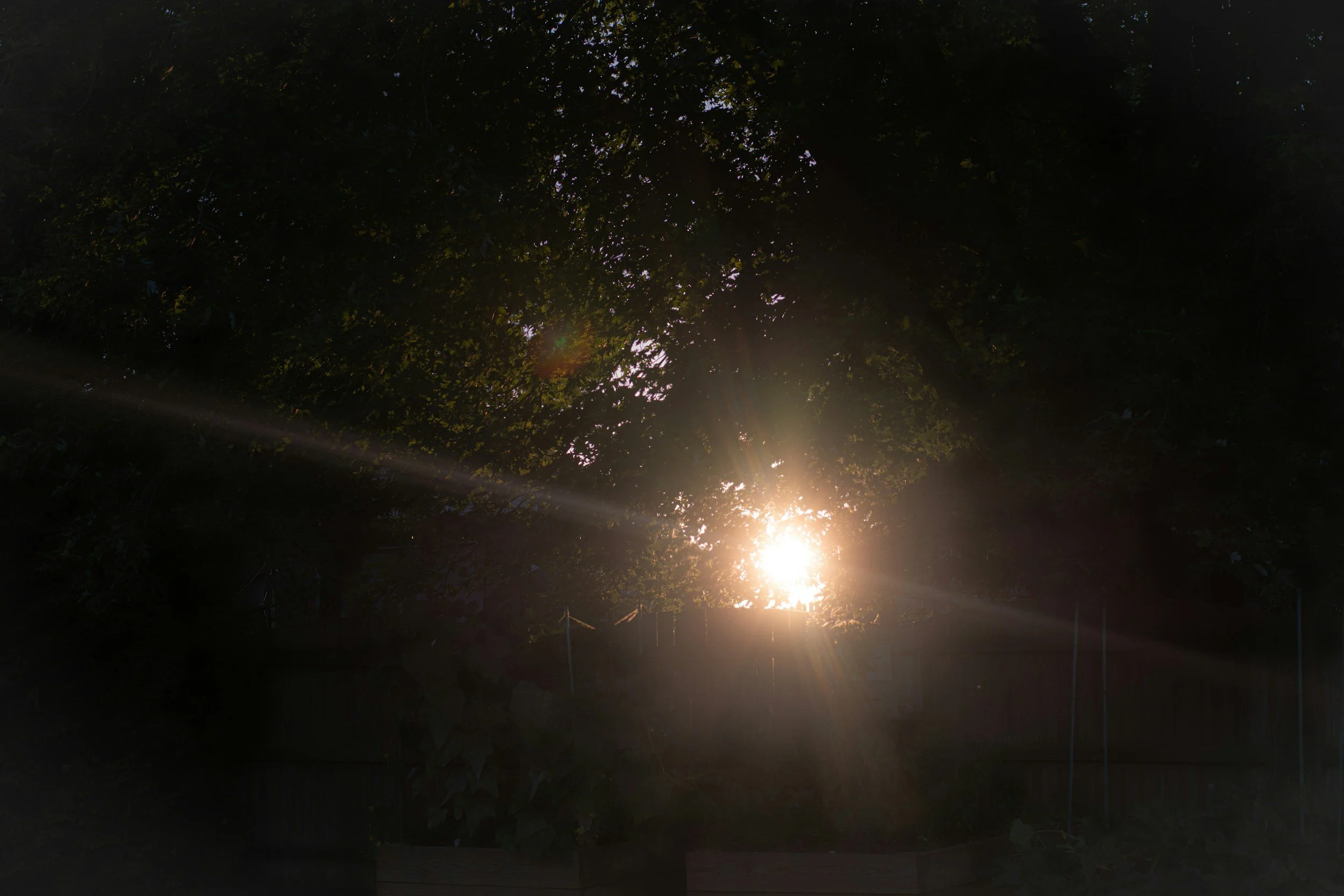 Sunlight streaming through tree branches, symbolising hope and recovery