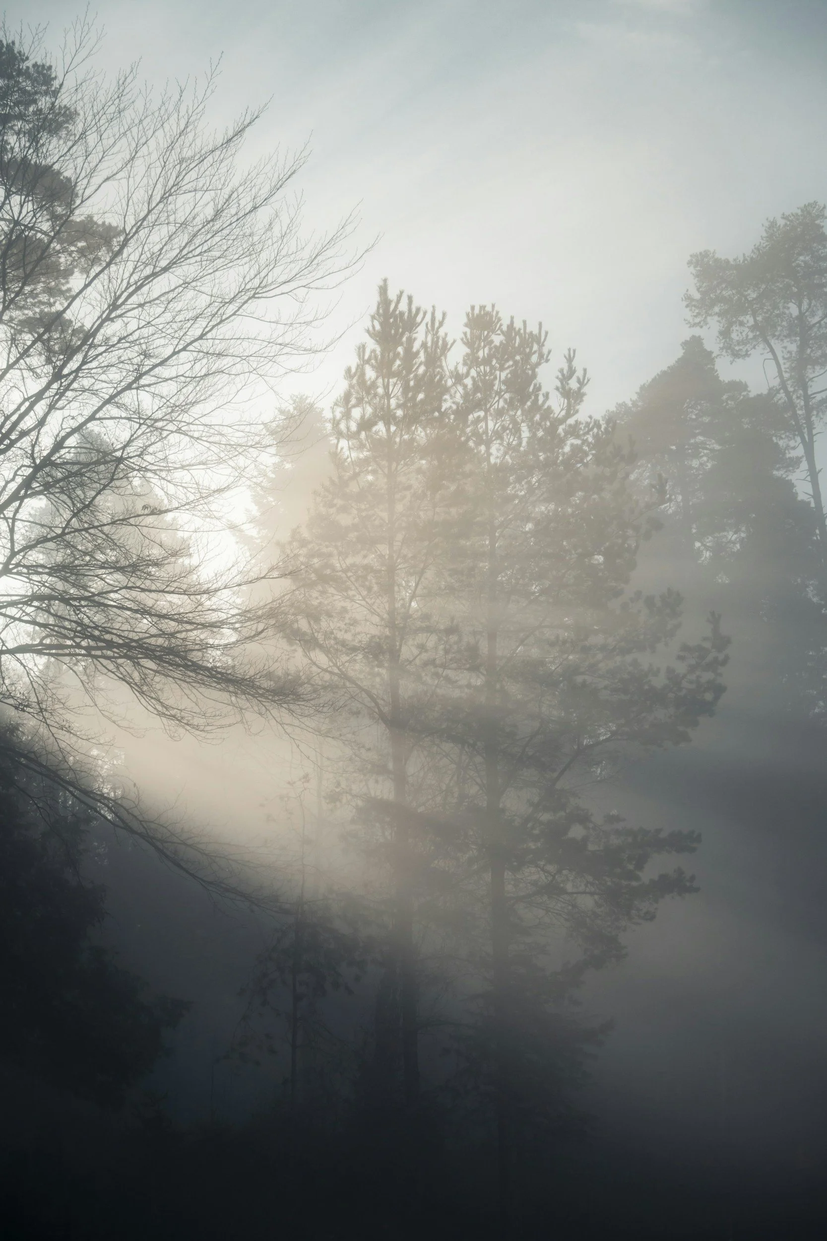 Sunlight breaking through a foggy forest of bare trees, representing the path through trauma toward clarity with EMDR therapy