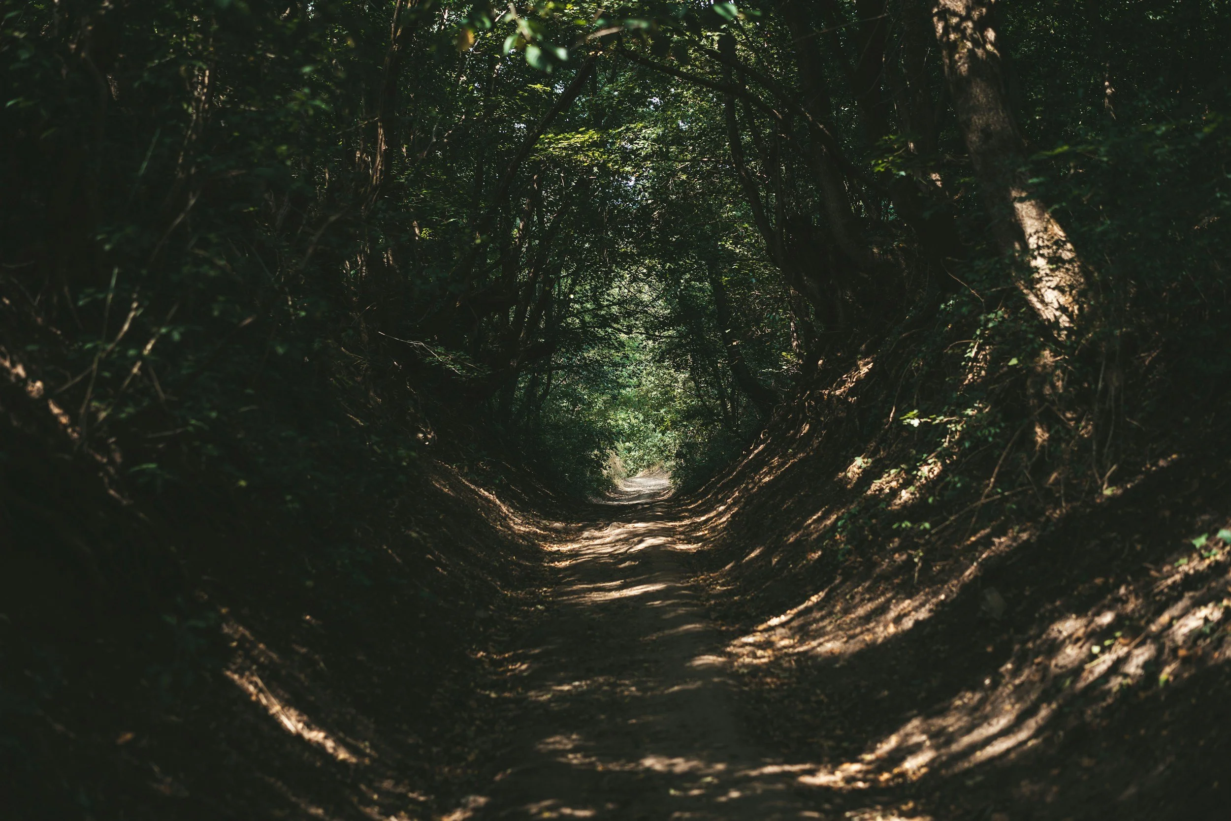 Sunlit forest path through trees, symbolising hope and recovery through EMDR therapy
