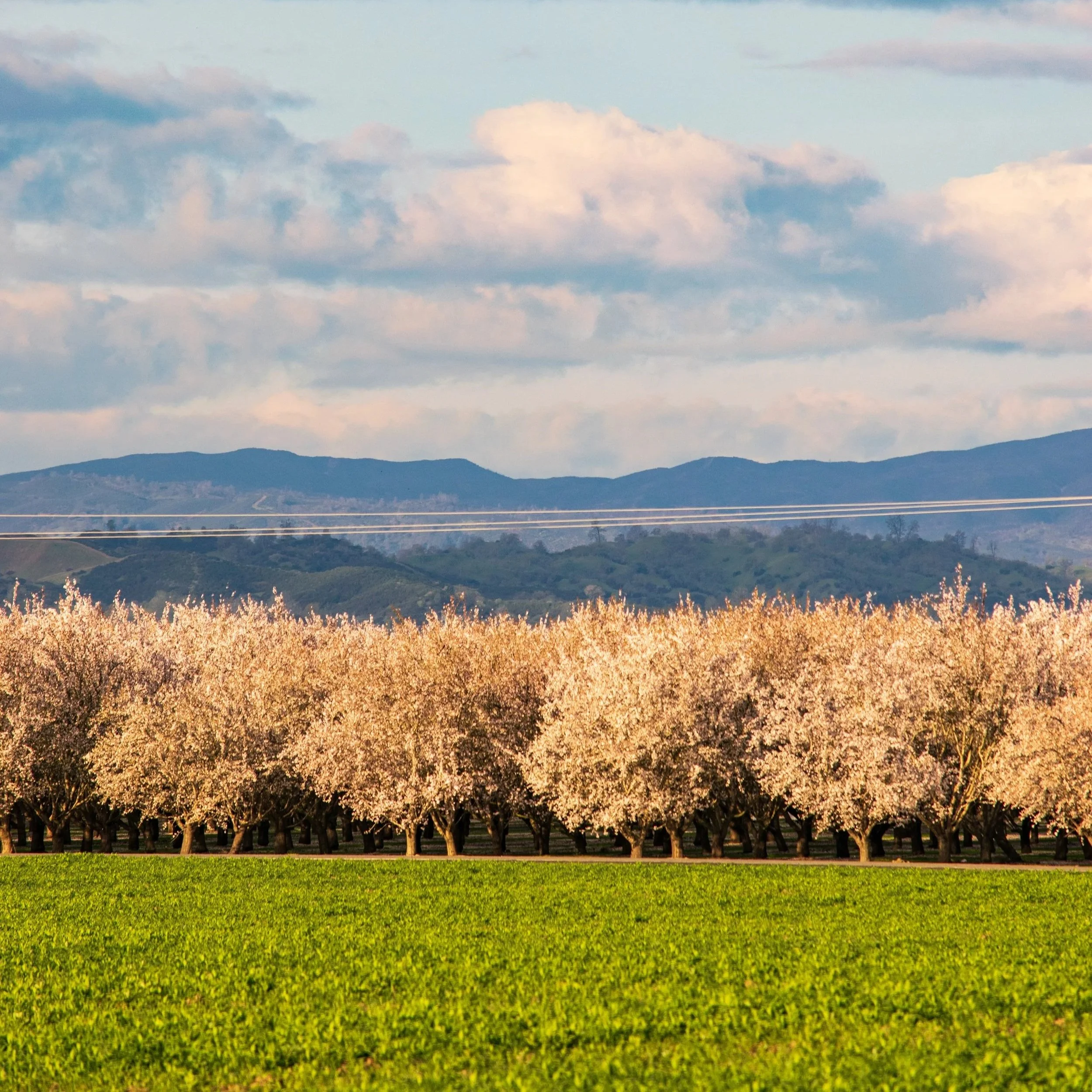 Yolo County Farm Bureau
