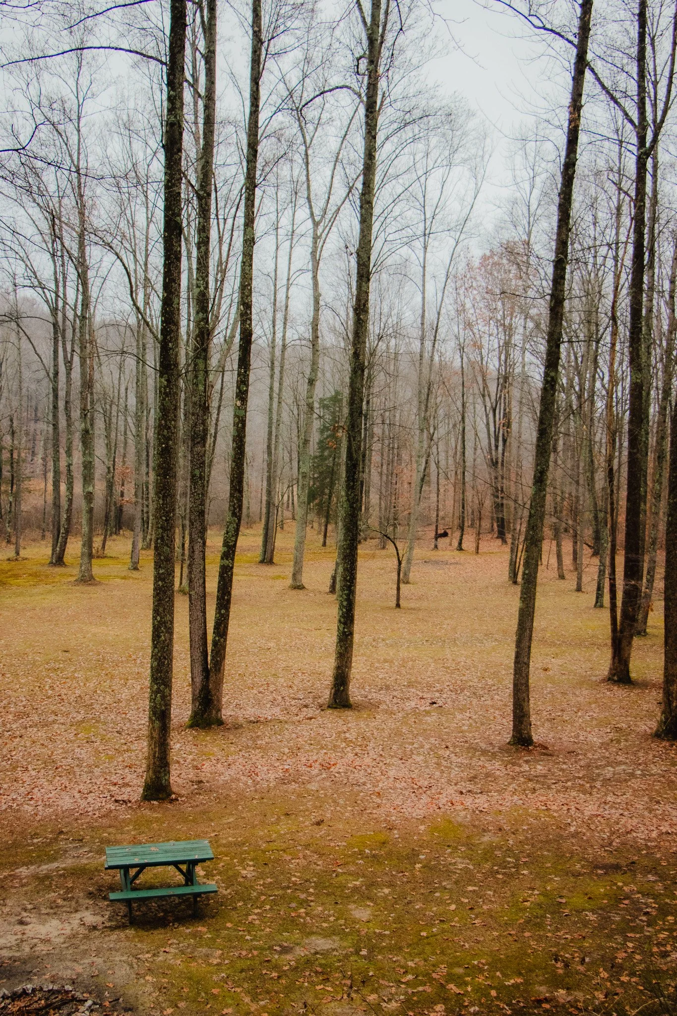 An overcast forest scene with tall, leafless trees and a small green bench in the foreground on a dirt and moss-covered ground.