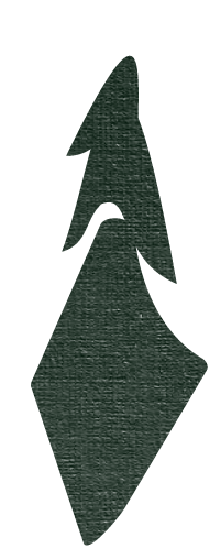 Silhouette of a large evergreen tree against a black background.