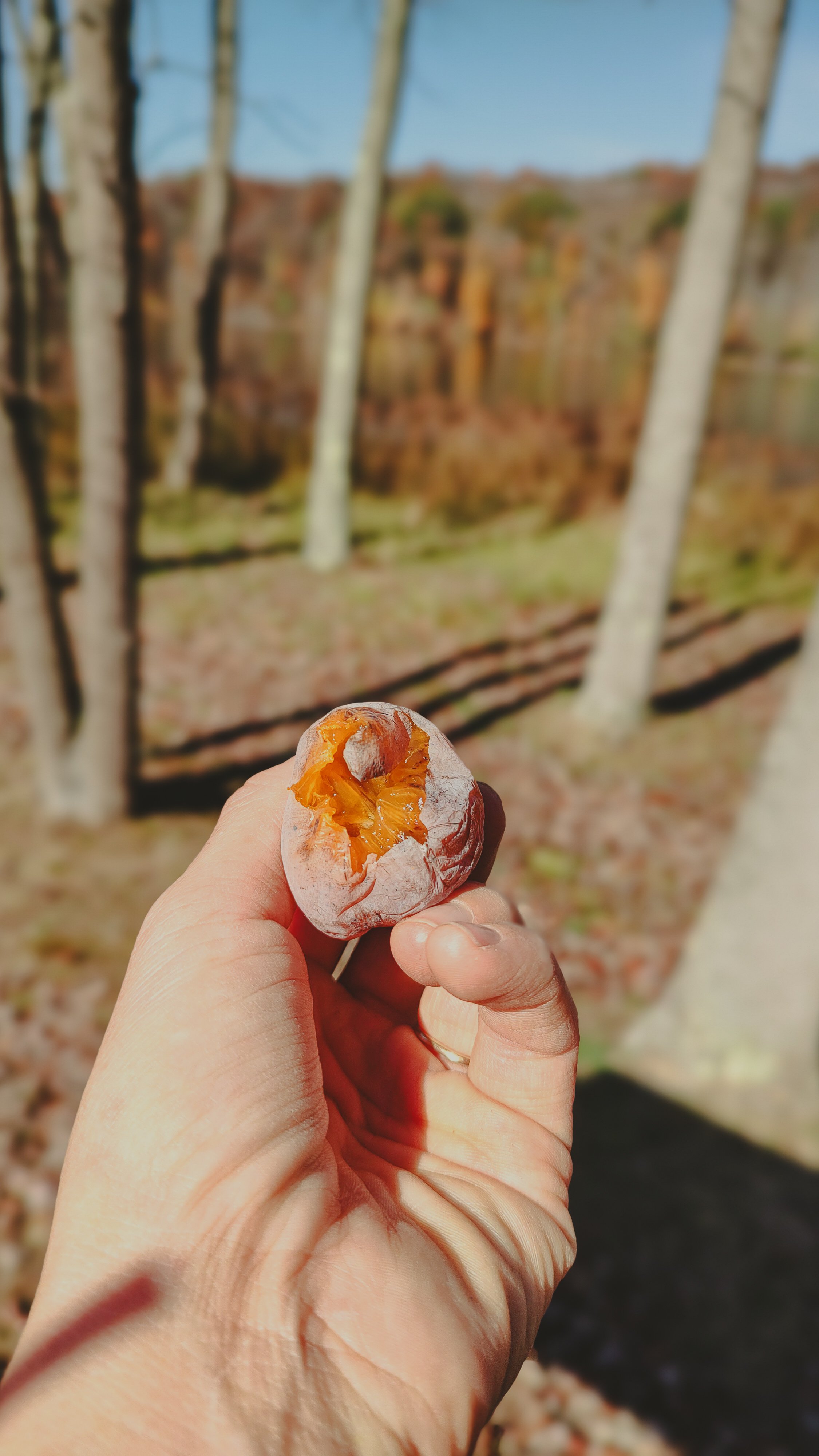 Person holding a partially peeled orange fruit outdoors with trees and a body of water in the background on a sunny day.