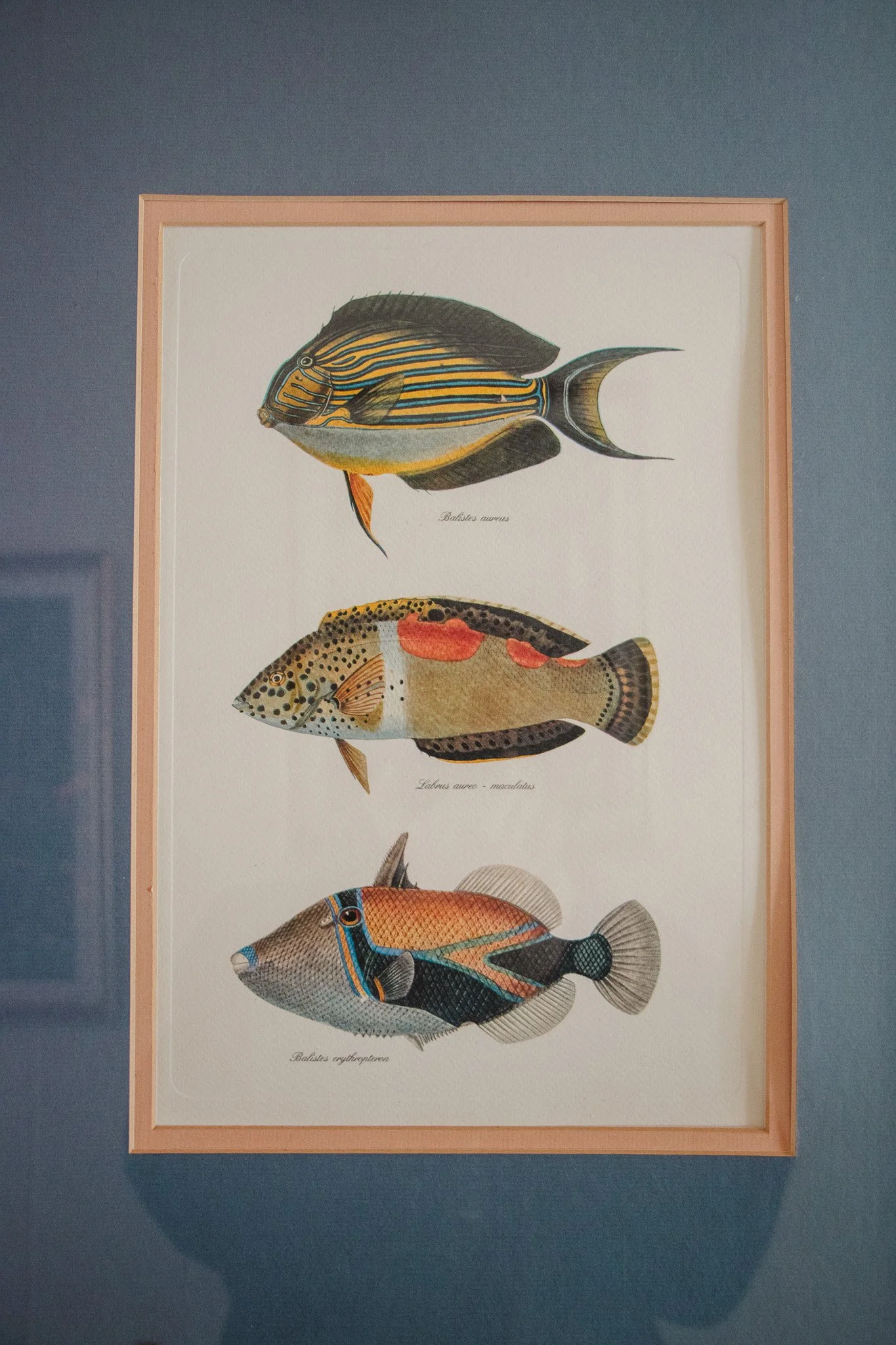 A framed illustration of three types of fish on a blue wall.