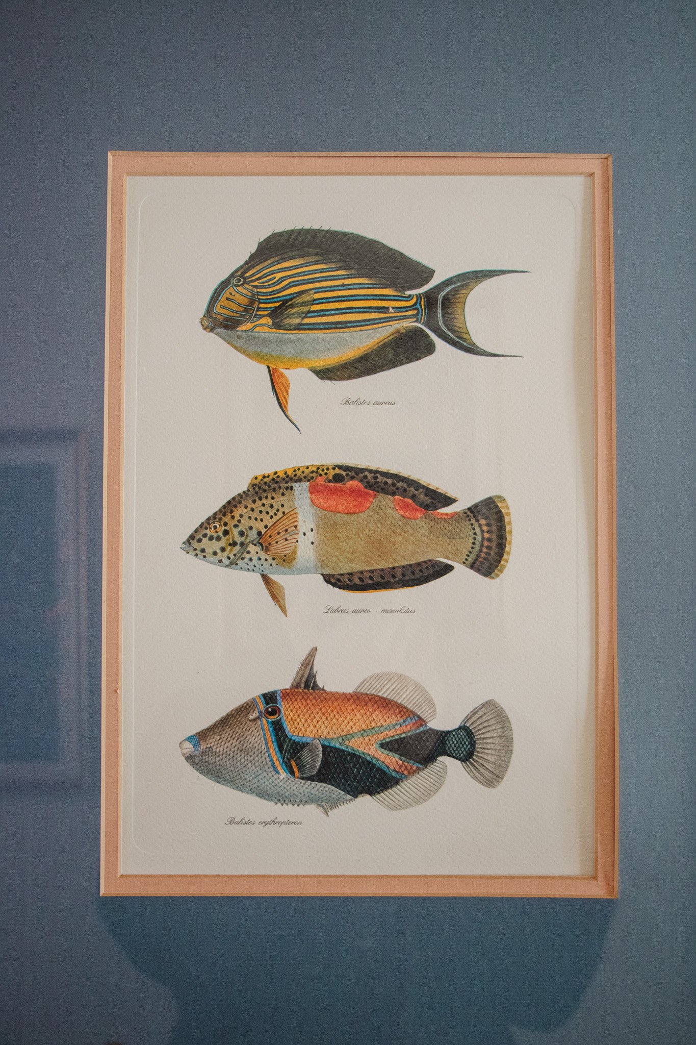 A framed illustration of three types of fish on a blue wall.